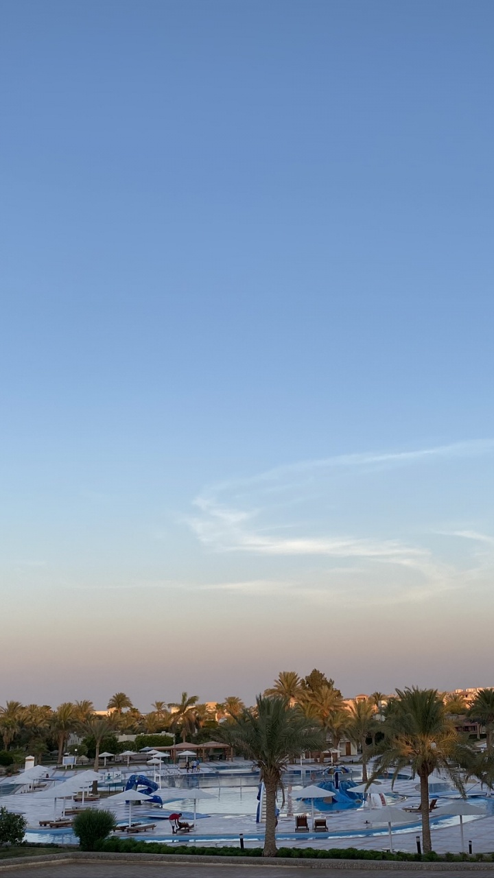 Обои пальмовые рощи, наука, биология, дерево, древесные растения в разрешении 720x1280