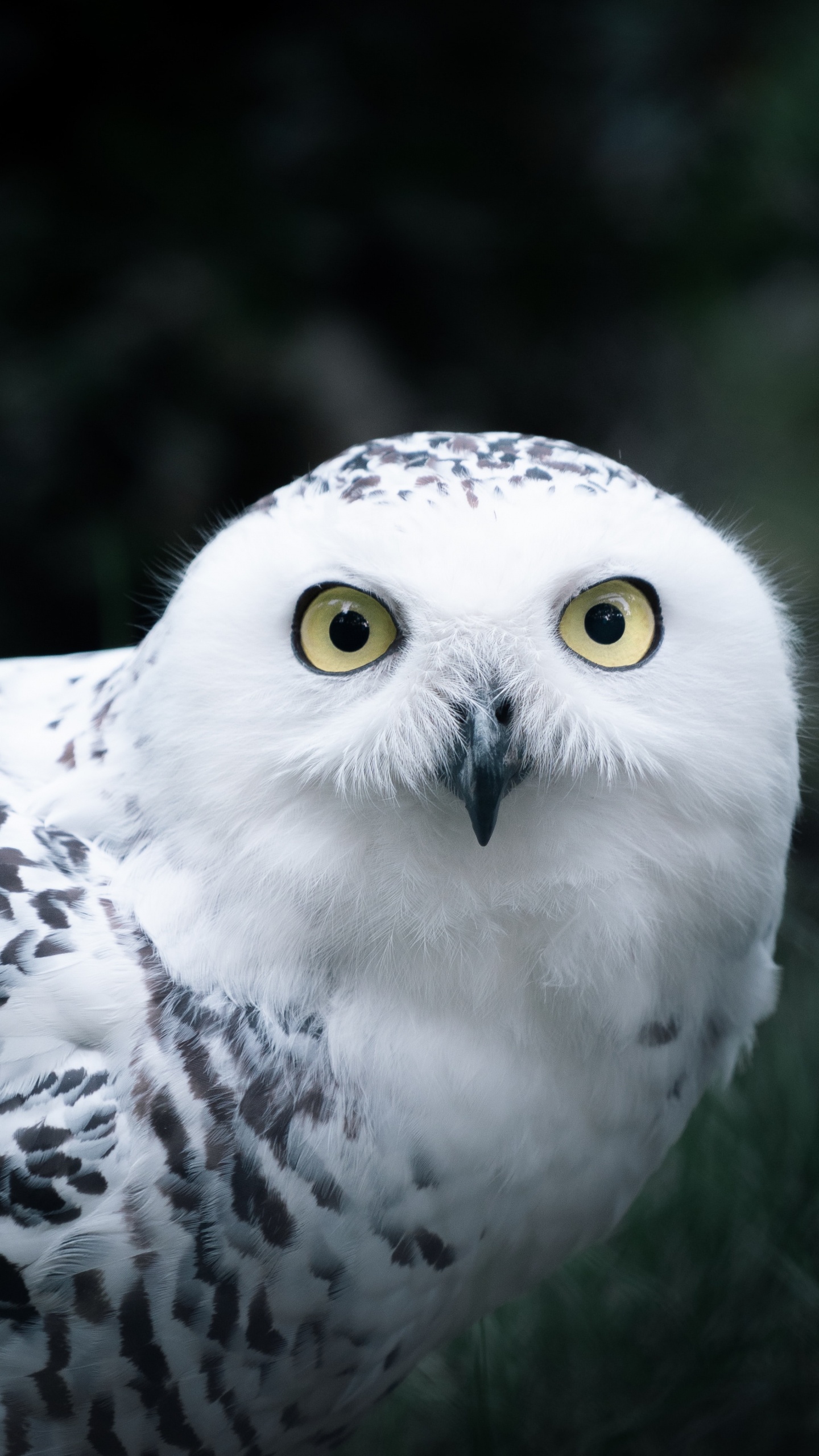 Обои птица, сова, Снежная сова, хищная птица, клюв в разрешении 1440x2560