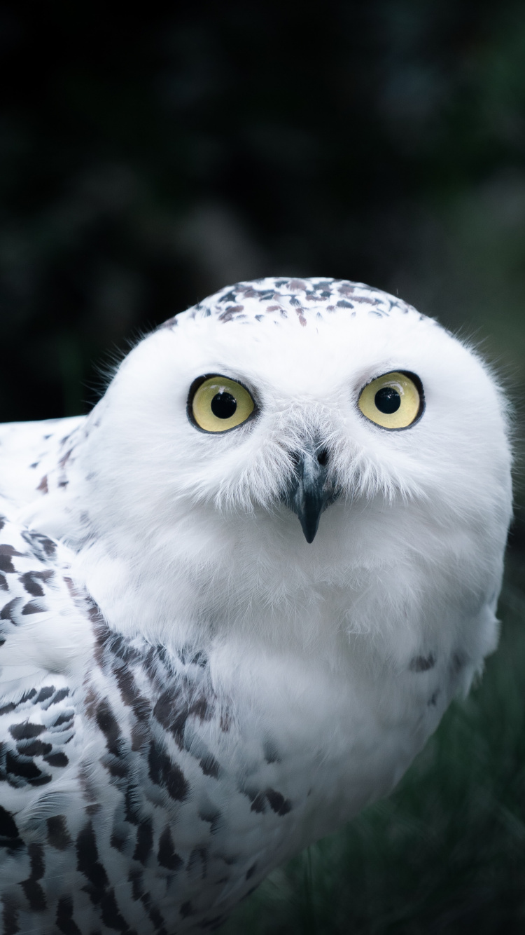 Обои птица, сова, Снежная сова, хищная птица, клюв в разрешении 750x1334