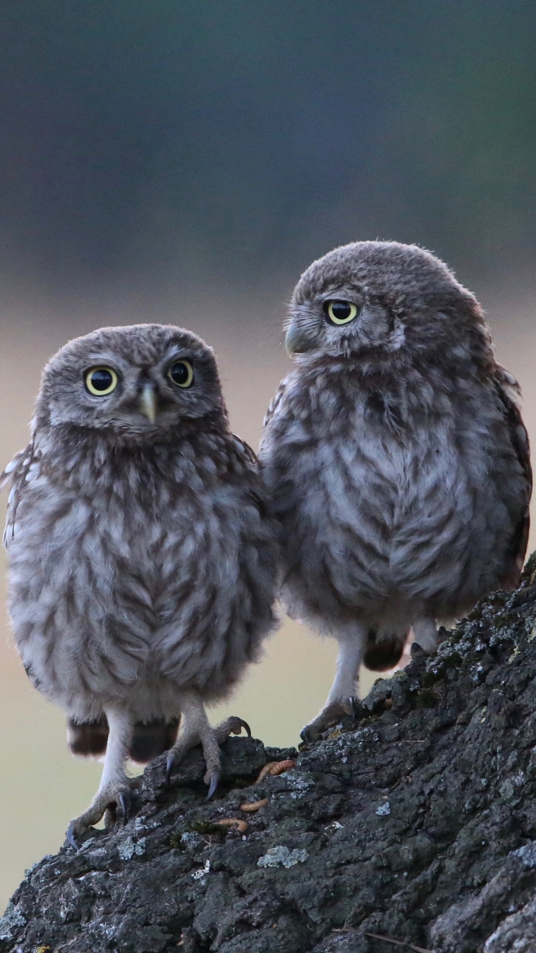 Обои хищная птица, ветвь, живая природа, Две Совы, неясыть в разрешении 1080x1920