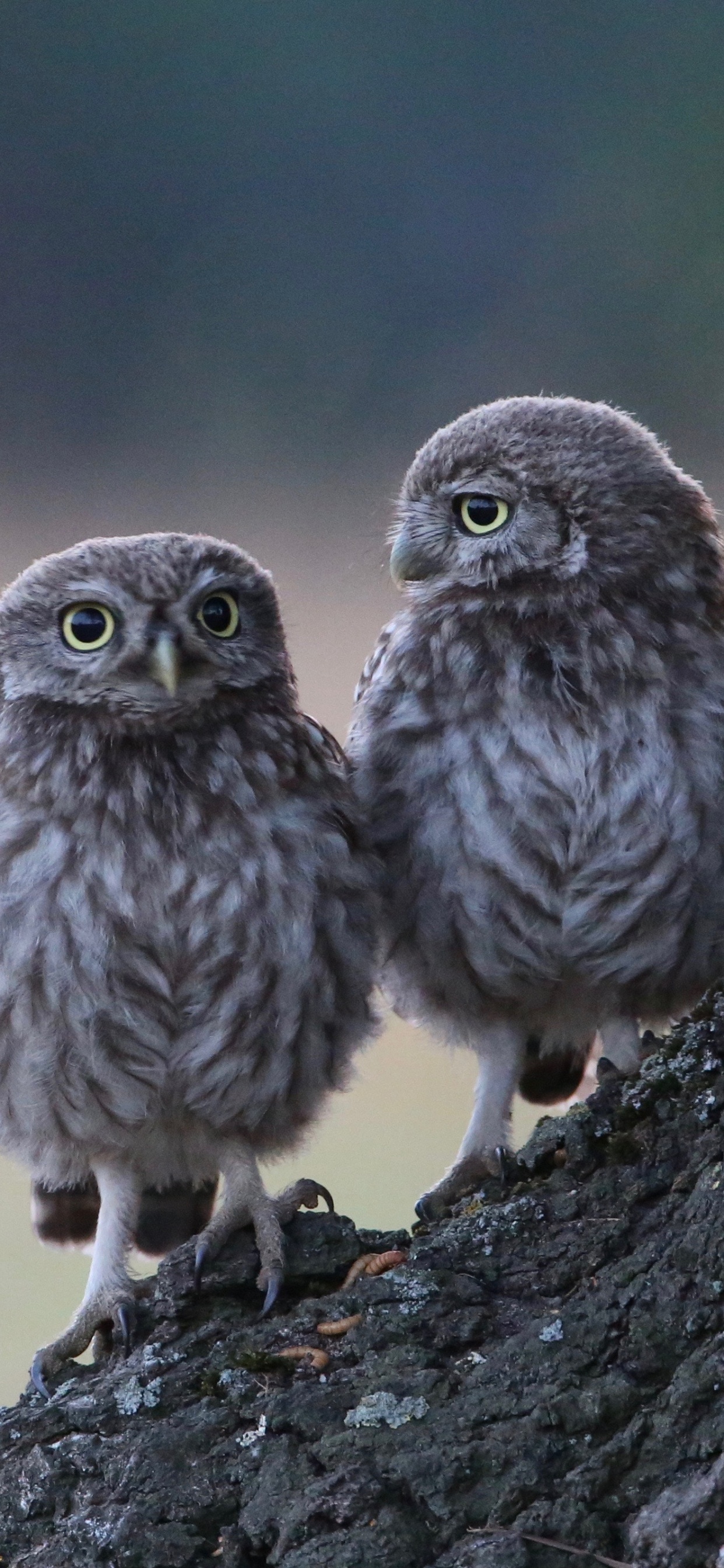 Обои хищная птица, ветвь, живая природа, Две Совы, неясыть в разрешении 1242x2688