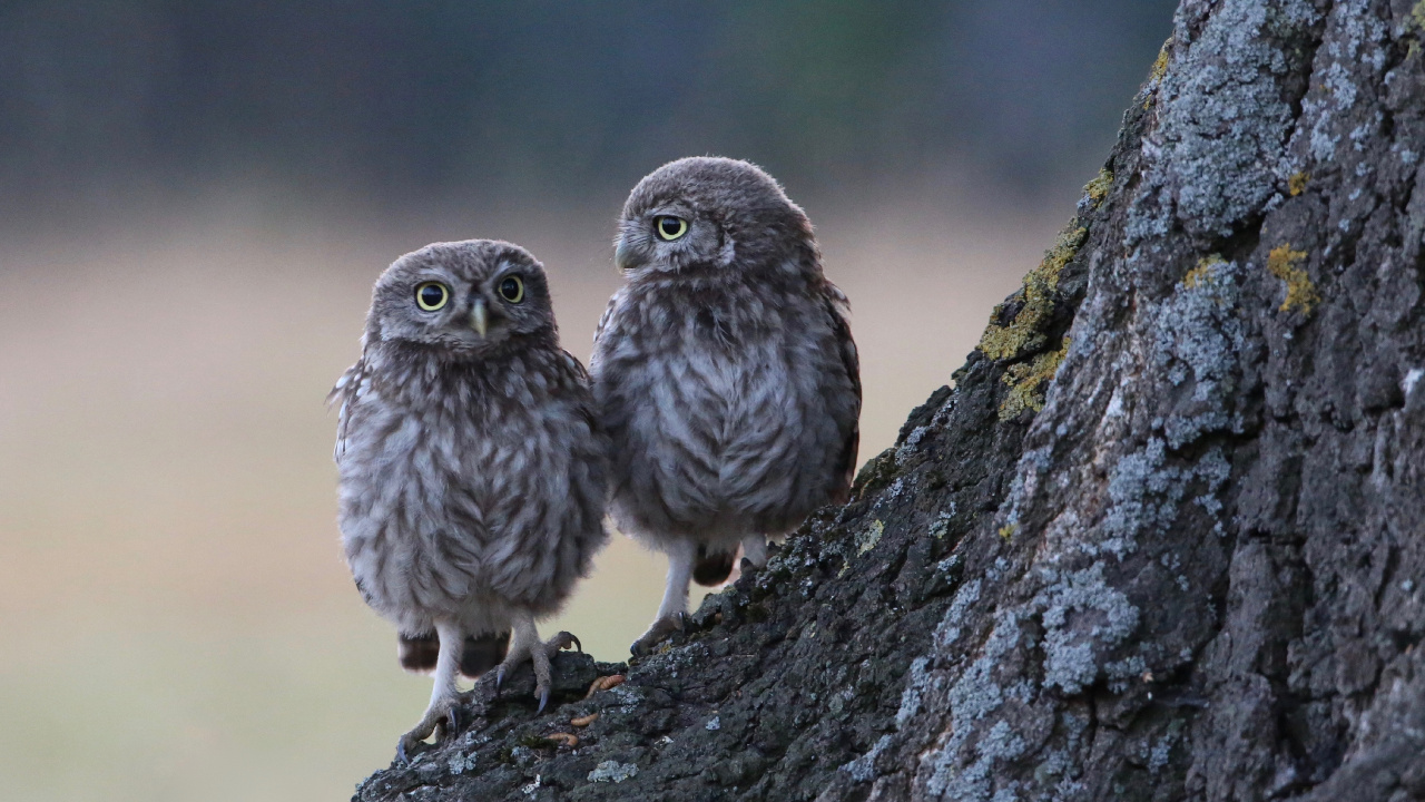 Обои хищная птица, ветвь, живая природа, Две Совы, неясыть в разрешении 1280x720