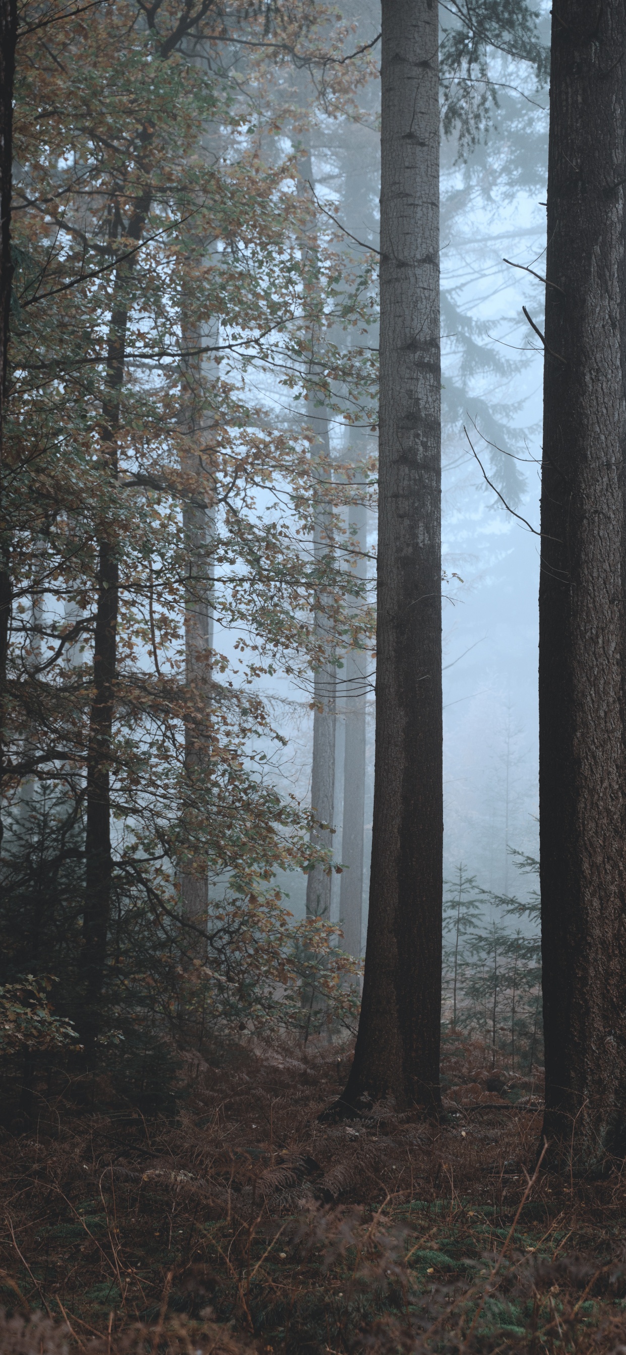 Обои елово пихтовые леса, смешанный хвойный лес, дерево, северный лиственный лес, биом в разрешении 1242x2688