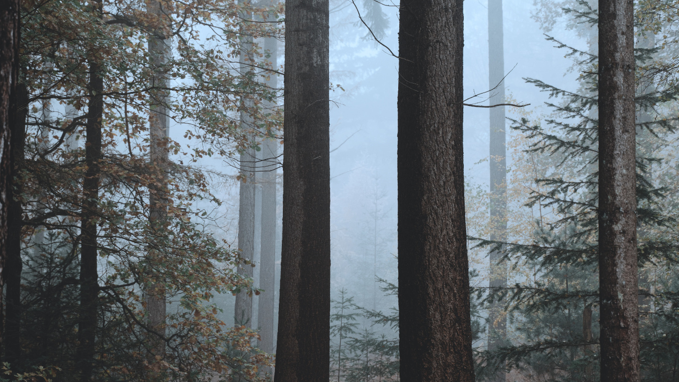 Обои елово пихтовые леса, смешанный хвойный лес, дерево, северный лиственный лес, биом в разрешении 1366x768