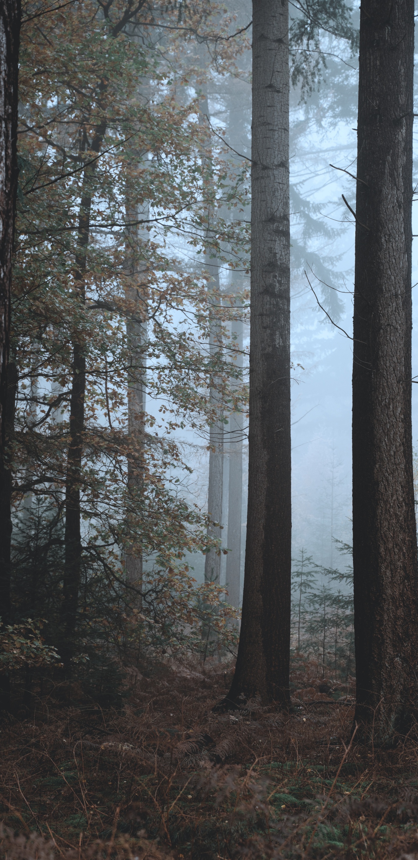 Обои елово пихтовые леса, смешанный хвойный лес, дерево, северный лиственный лес, биом в разрешении 1440x2960