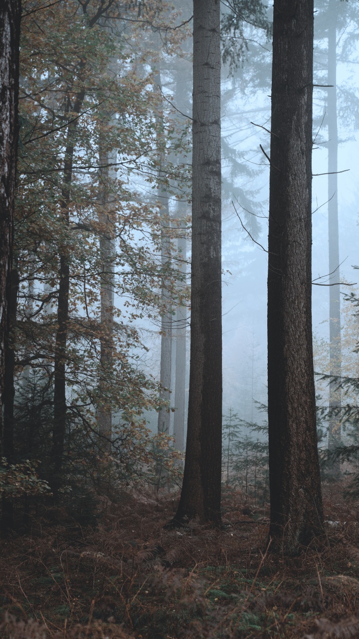 Обои елово пихтовые леса, смешанный хвойный лес, дерево, северный лиственный лес, биом в разрешении 720x1280