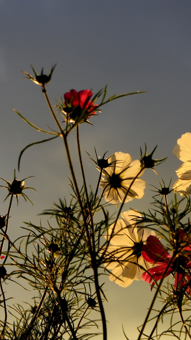 Обои цветковое растение, цветок, растение, полевой цветок, весна в разрешении 750x1334