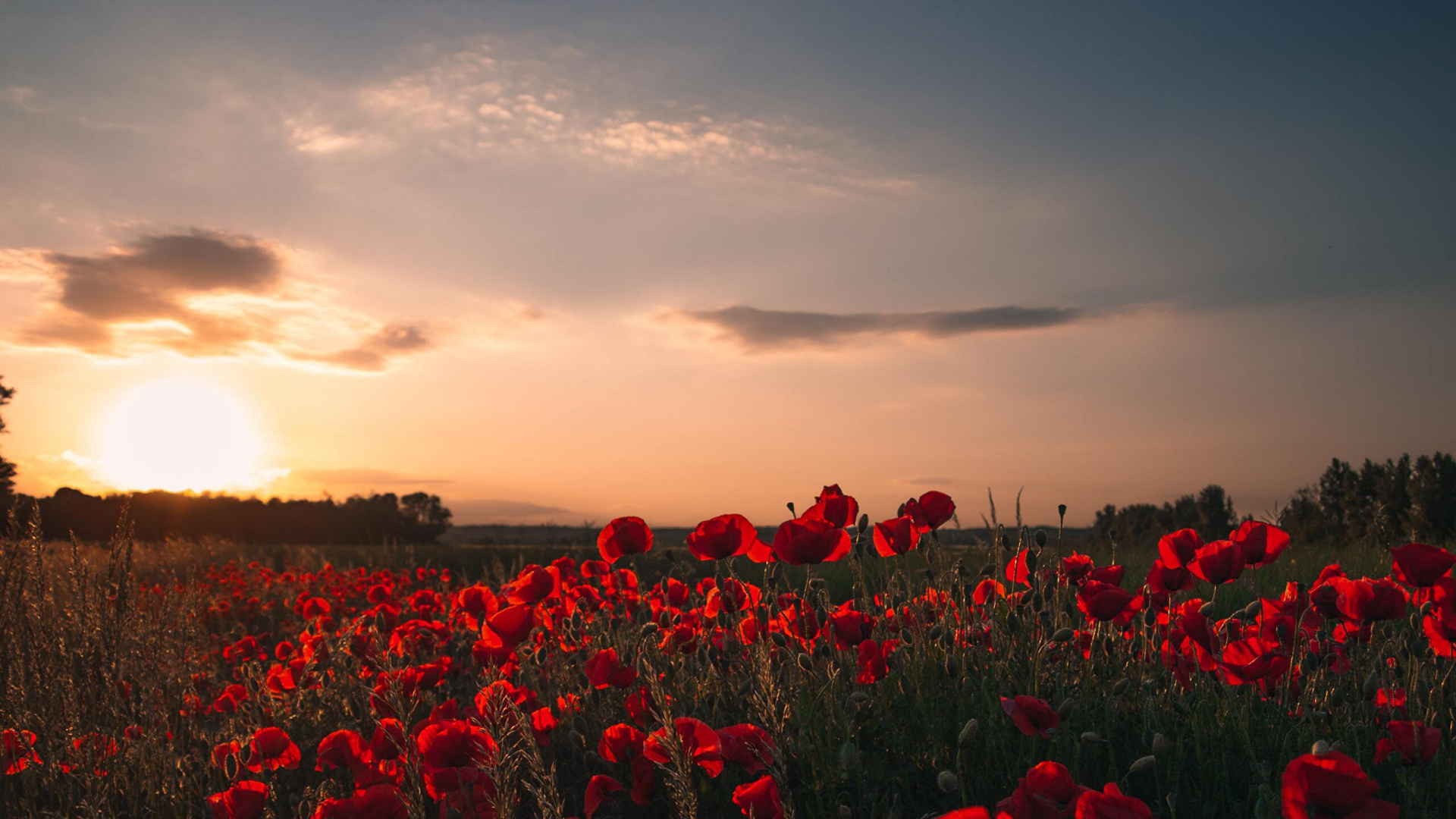 Обои поле красных цветов на закате, Властелин Колец, цветок, облако, растение в разрешении 1920x1080