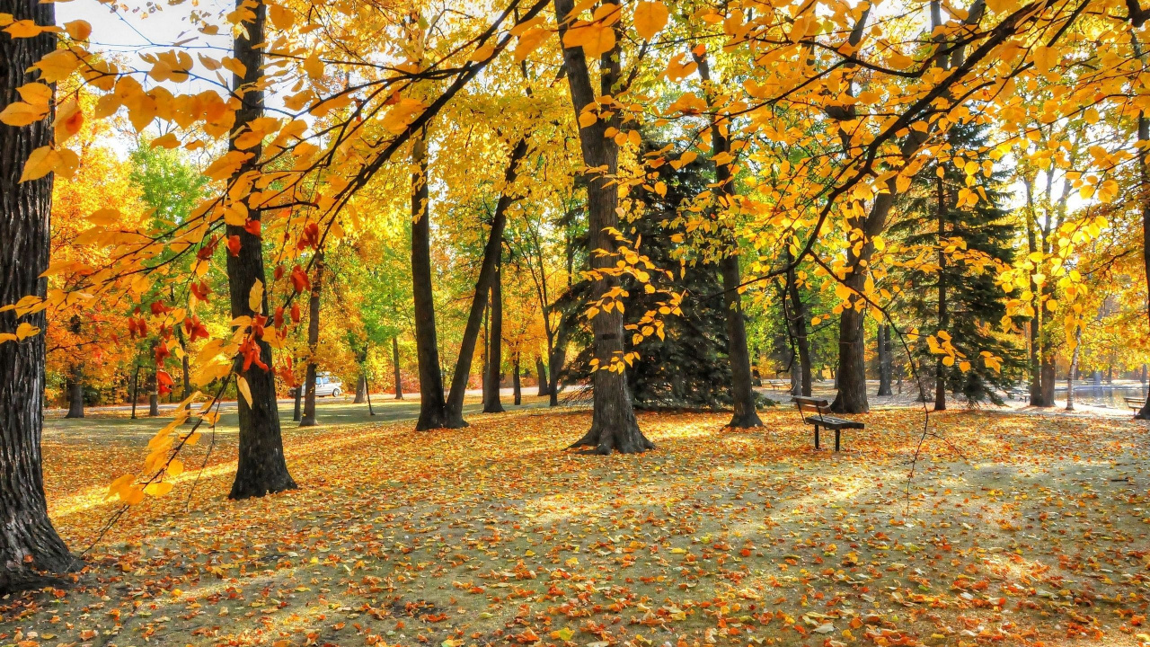 Обои дерево, лист, природа, листопадные, осень в разрешении 1280x720