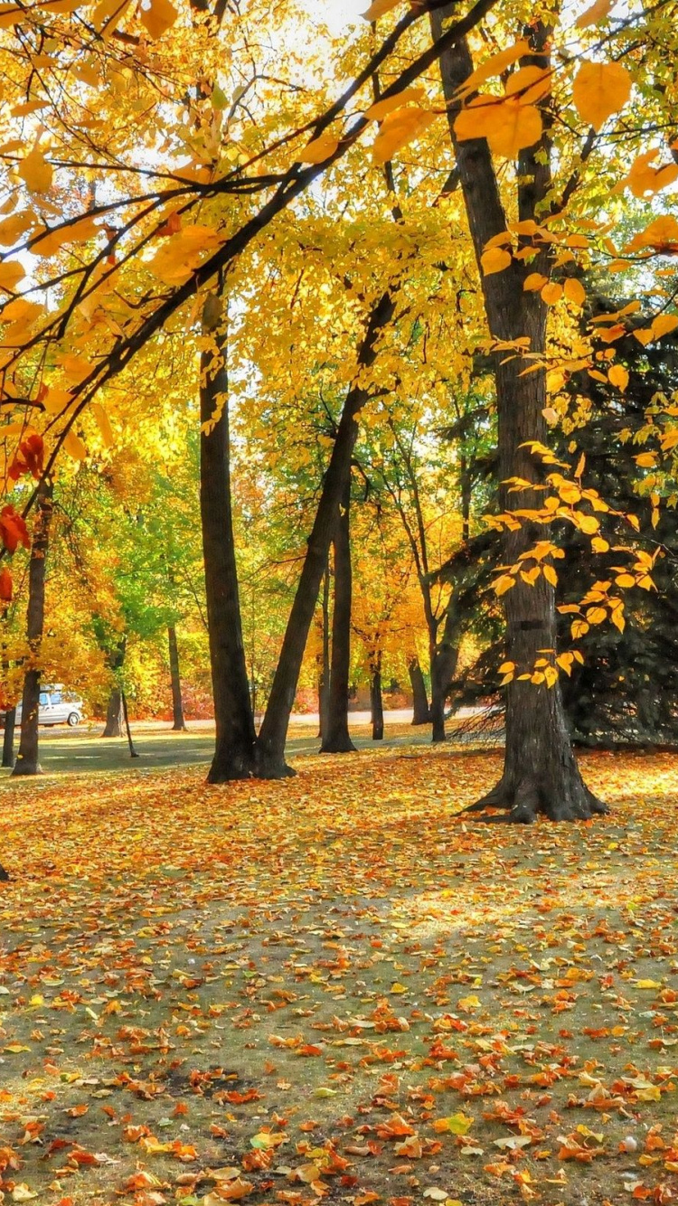 Обои дерево, лист, природа, листопадные, осень в разрешении 750x1334