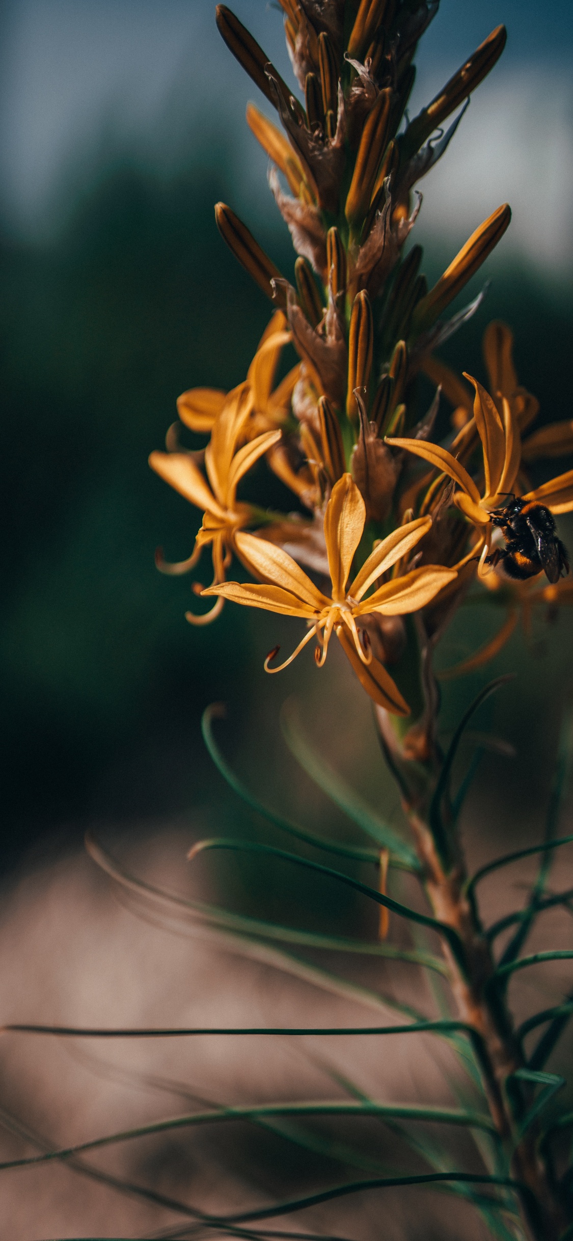 Обои цветок, растение, лист, ботаники, цветковое растение в разрешении 1125x2436