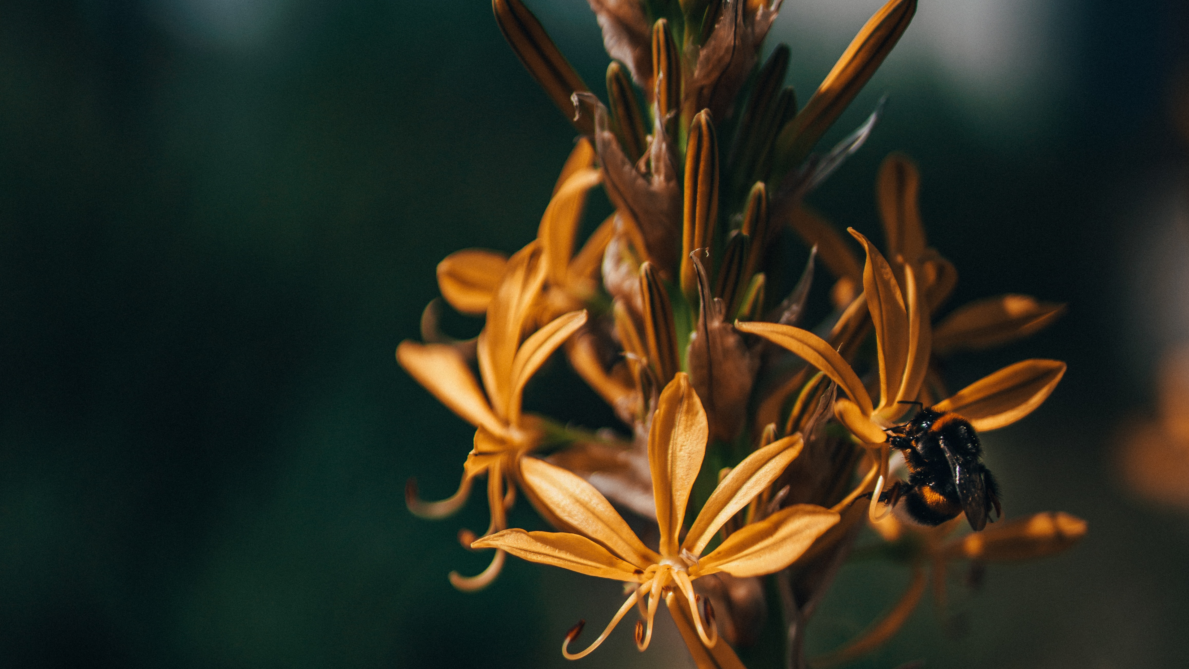 Обои цветок, растение, лист, ботаники, цветковое растение в разрешении 3840x2160