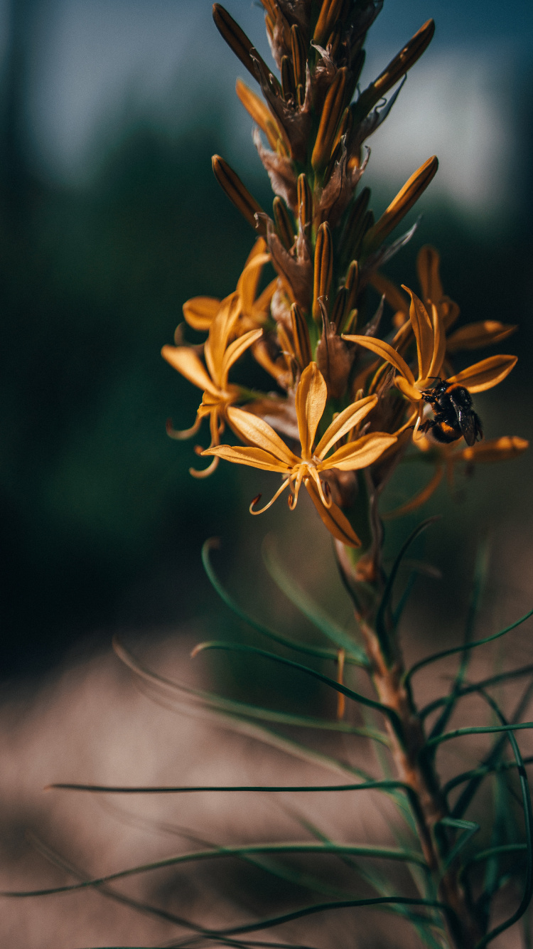 Обои цветок, растение, лист, ботаники, цветковое растение в разрешении 750x1334