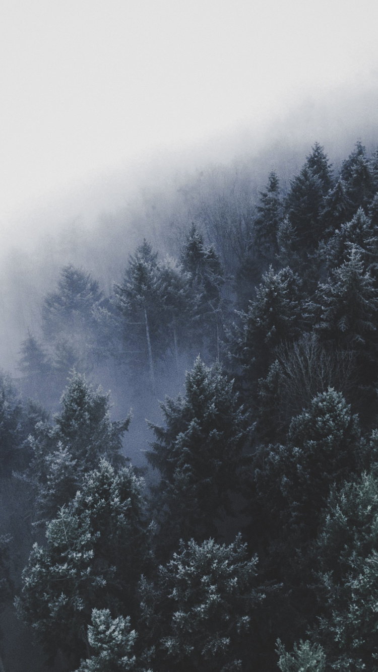 Обои дерево, лес, водоем, зима, горный рельеф в разрешении 750x1334