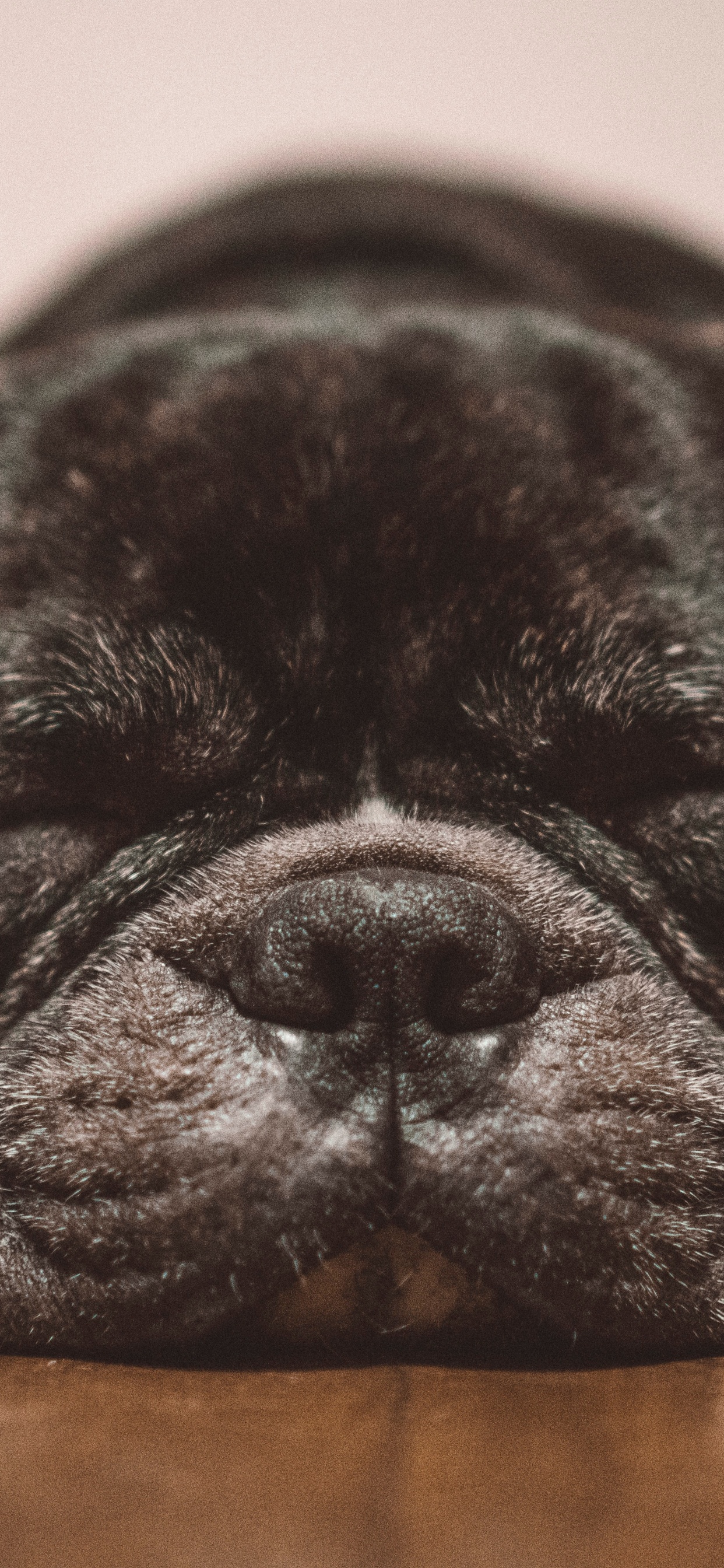 Обои французский Бульдог, Бульдог, староанглийский бульдог, пес, Псовые в разрешении 1242x2688