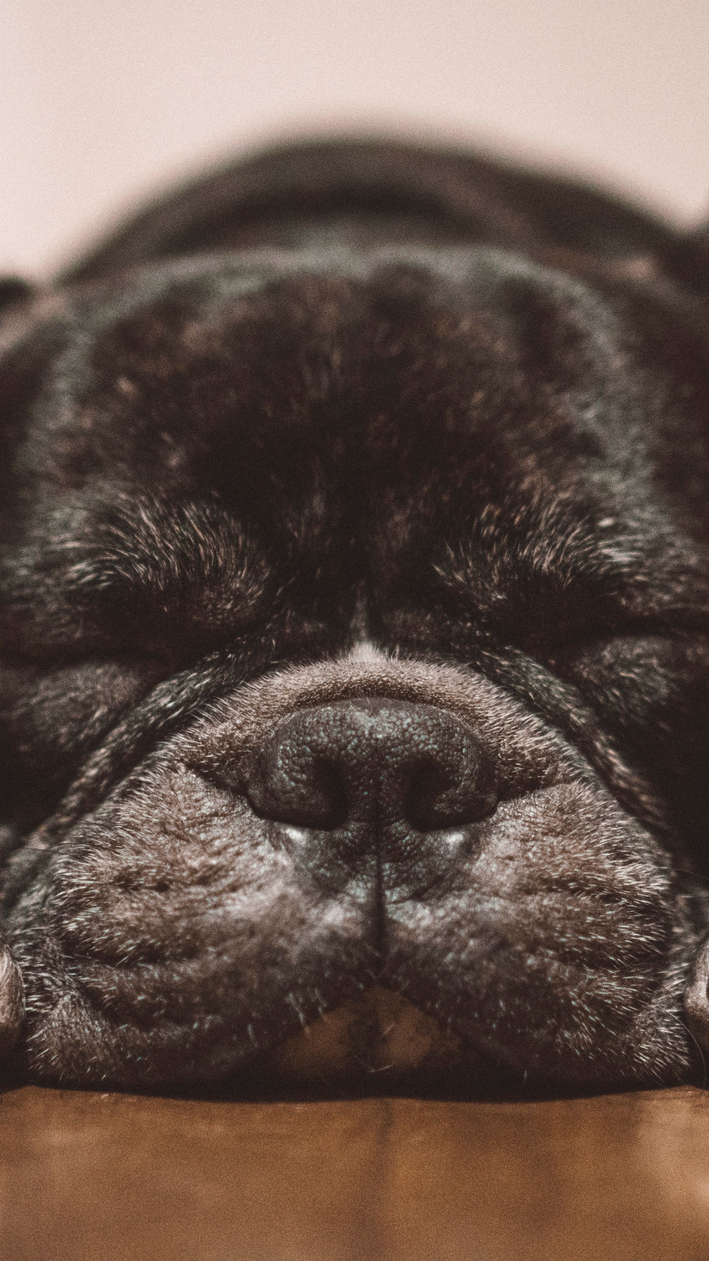 Обои французский Бульдог, Бульдог, староанглийский бульдог, пес, Псовые в разрешении 1440x2560