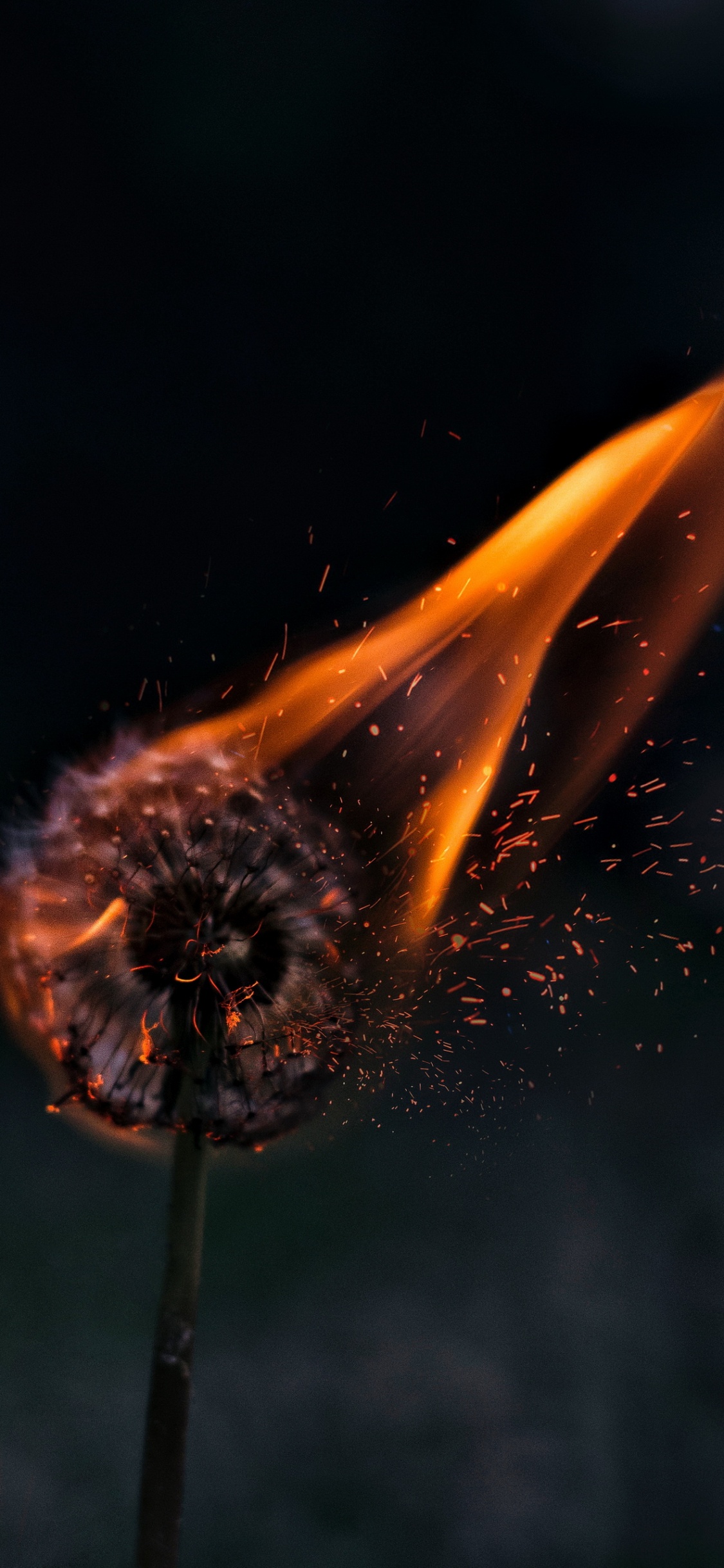 Обои эстетический одуванчик в огне, огонь, жидкий, растение, газ в разрешении 1125x2436