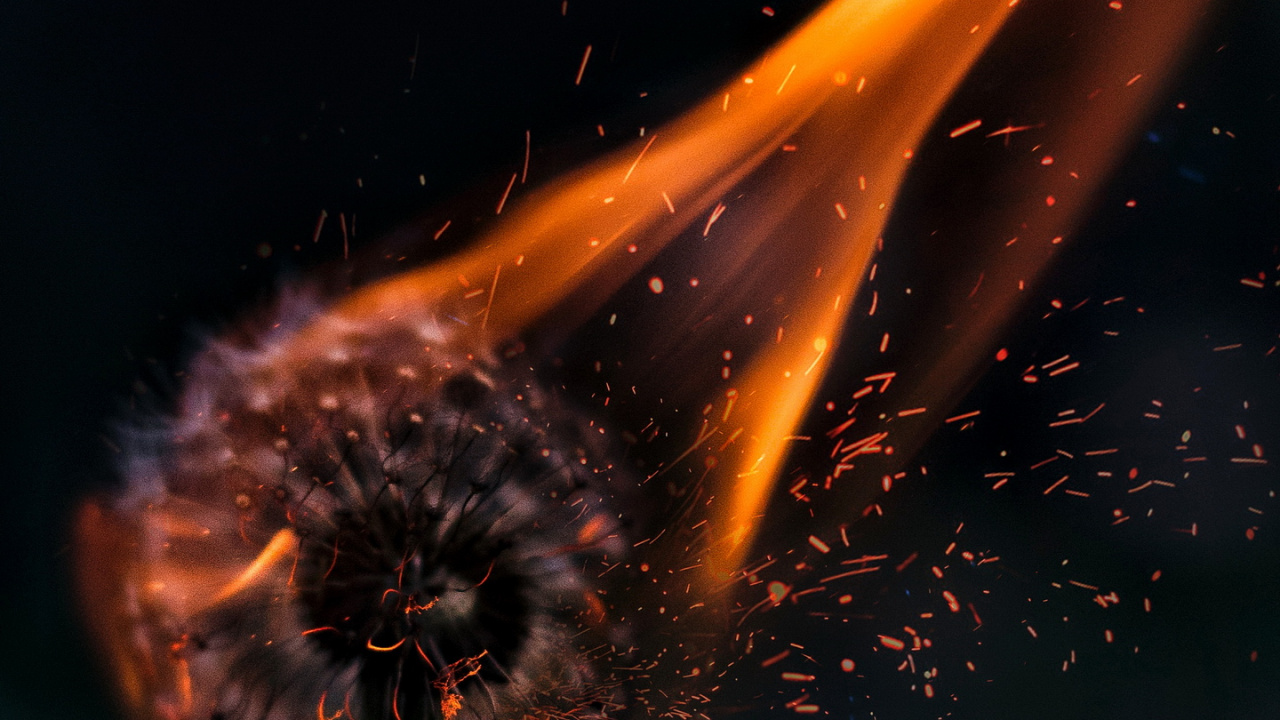 Обои эстетический одуванчик в огне, огонь, жидкий, растение, газ в разрешении 1280x720