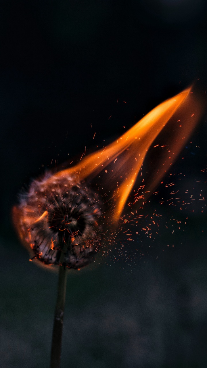 Обои эстетический одуванчик в огне, огонь, жидкий, растение, газ в разрешении 720x1280