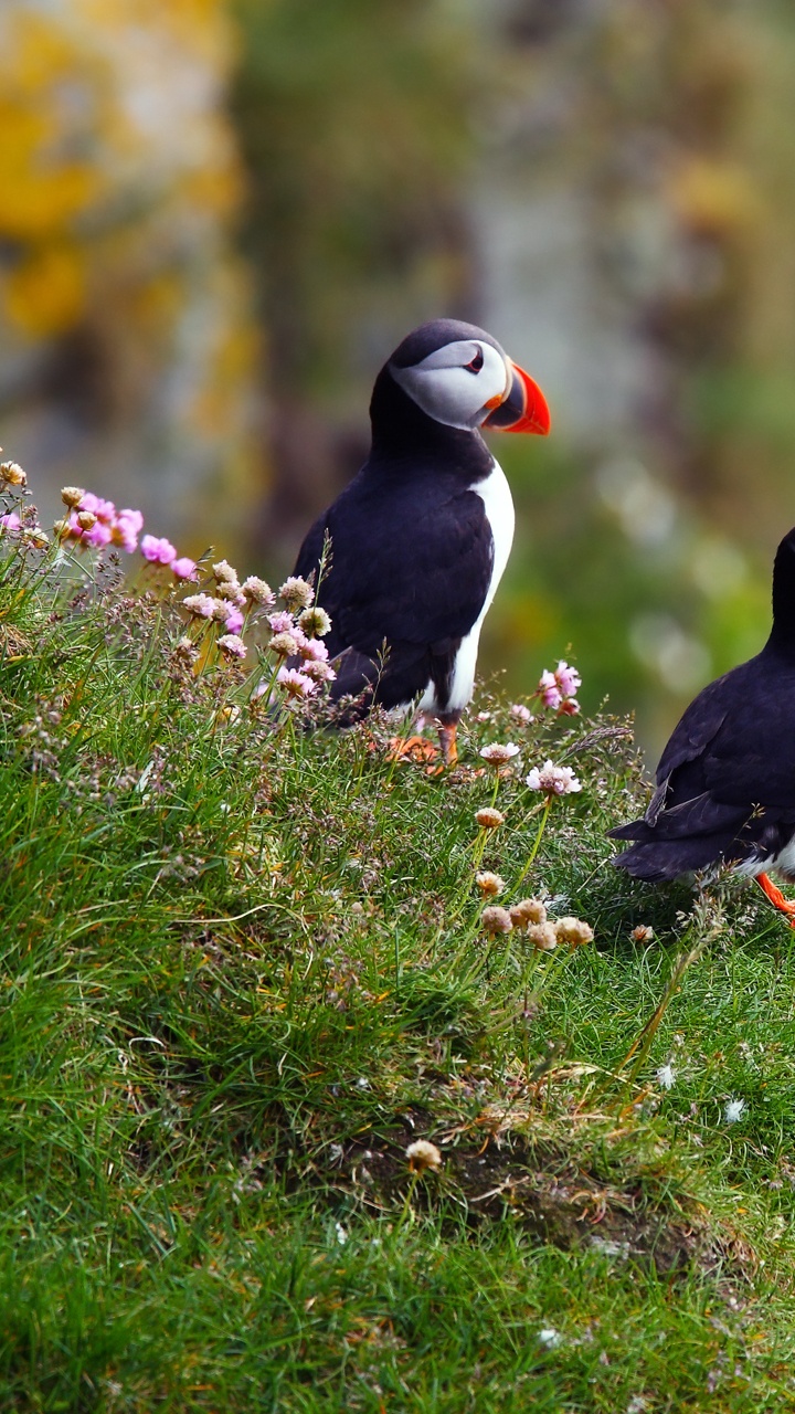Обои Атлантический Буревестник, птица, клюв, тупик, морская птица в разрешении 720x1280
