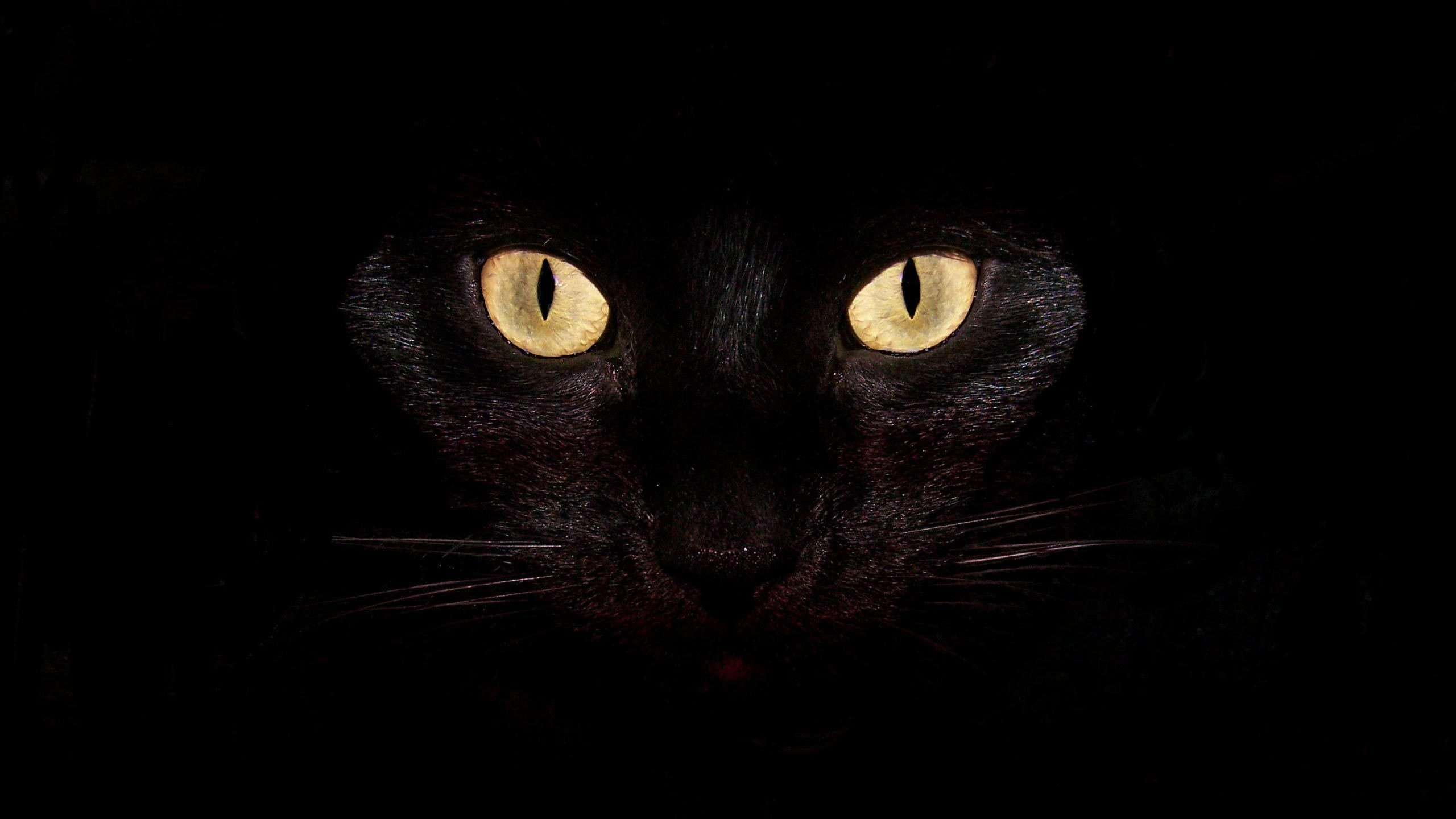 Обои котенок, черная кошка, морда, персидская кошка, животное в разрешении 2560x1440