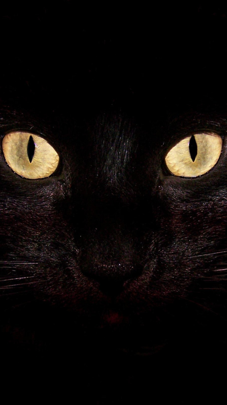 Обои котенок, черная кошка, морда, персидская кошка, животное в разрешении 750x1334