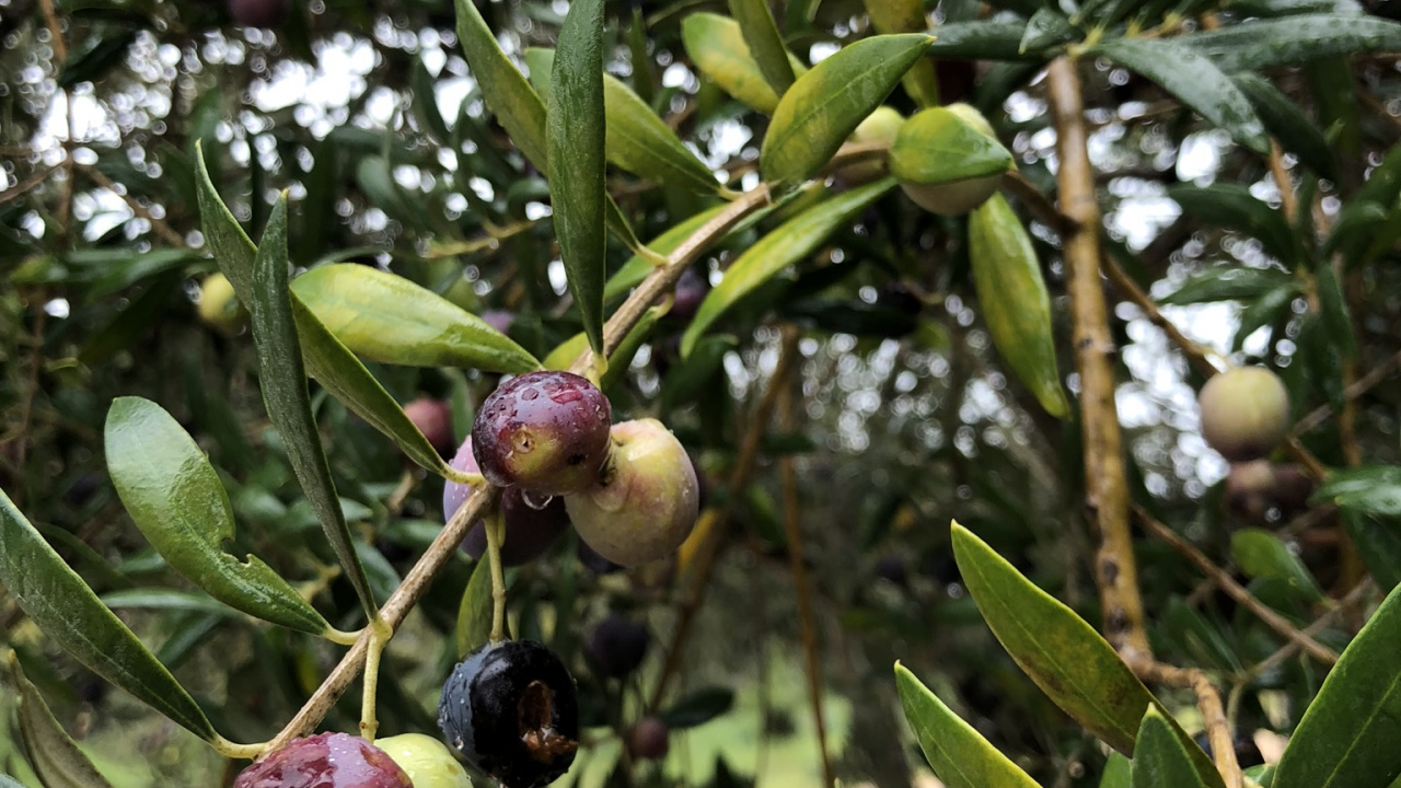 Обои оливка, фруктовое дерево, биология, наука, ветвь в разрешении 1280x720