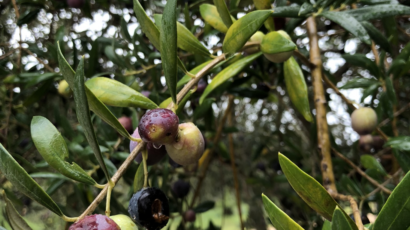 Обои оливка, фруктовое дерево, биология, наука, ветвь в разрешении 1366x768