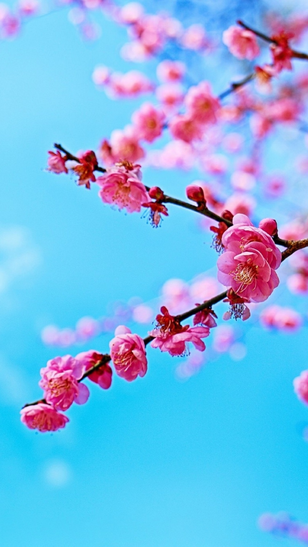 Обои цветение вишни, цветок, расцвет, ветвь, весна в разрешении 1080x1920