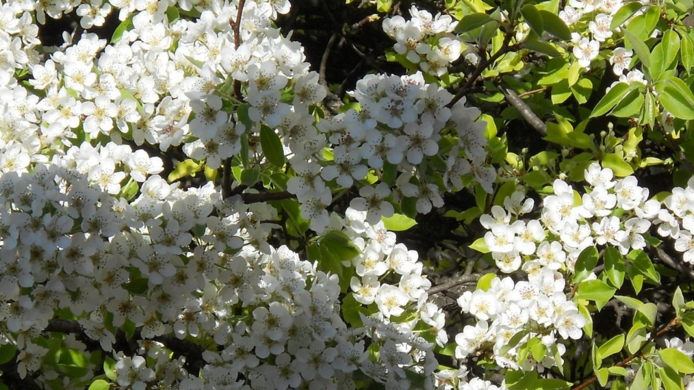 Обои расцвет, ветвь, прут, цветковое растение, весна в разрешении 1366x768