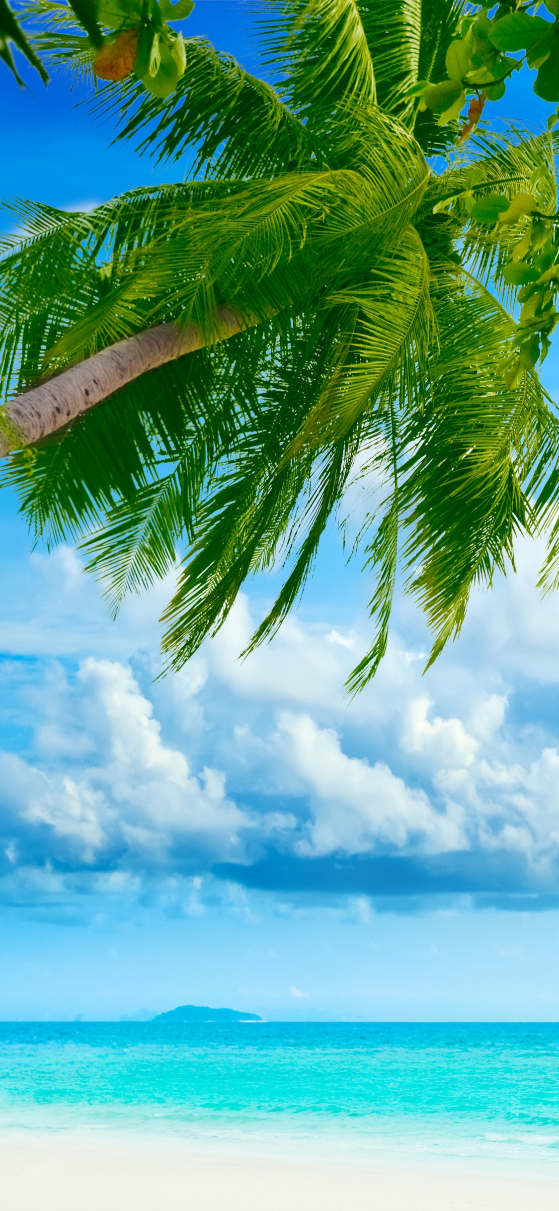 Обои тропическая зона, природа, дневное время, дерево, зеленый в разрешении 1125x2436