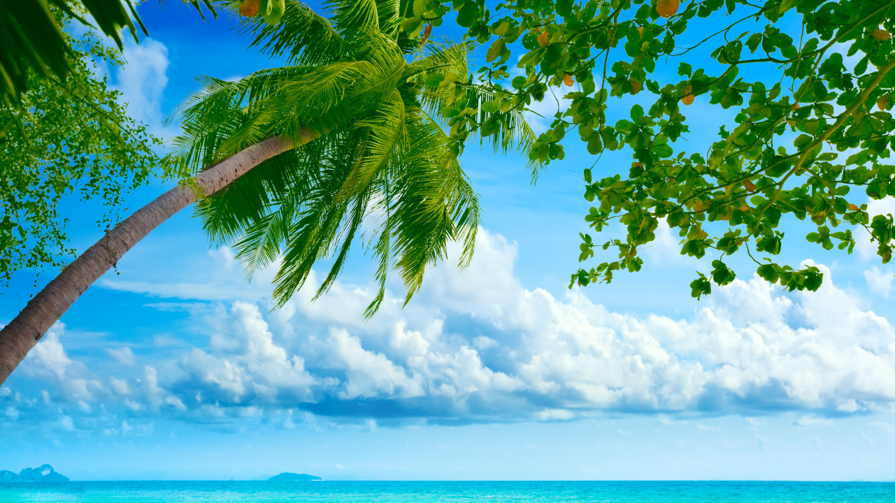 Обои тропическая зона, природа, дневное время, дерево, зеленый в разрешении 1280x720