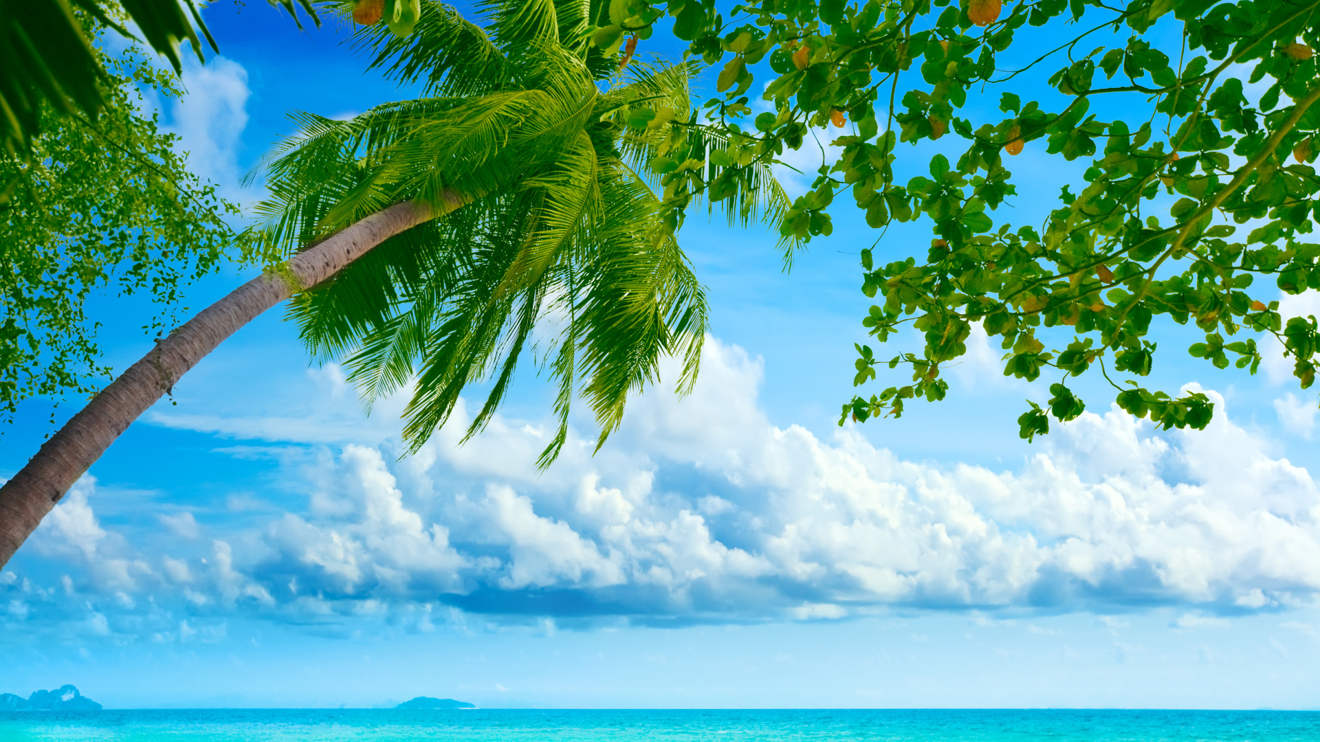 Обои тропическая зона, природа, дневное время, дерево, зеленый в разрешении 1920x1080