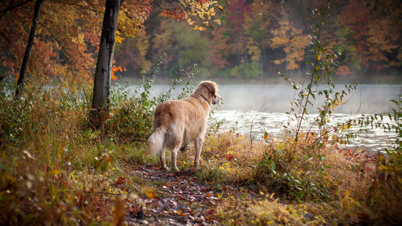 Обои золотистый ретривер, пес, собака породы, дерево, осень в разрешении 1280x720