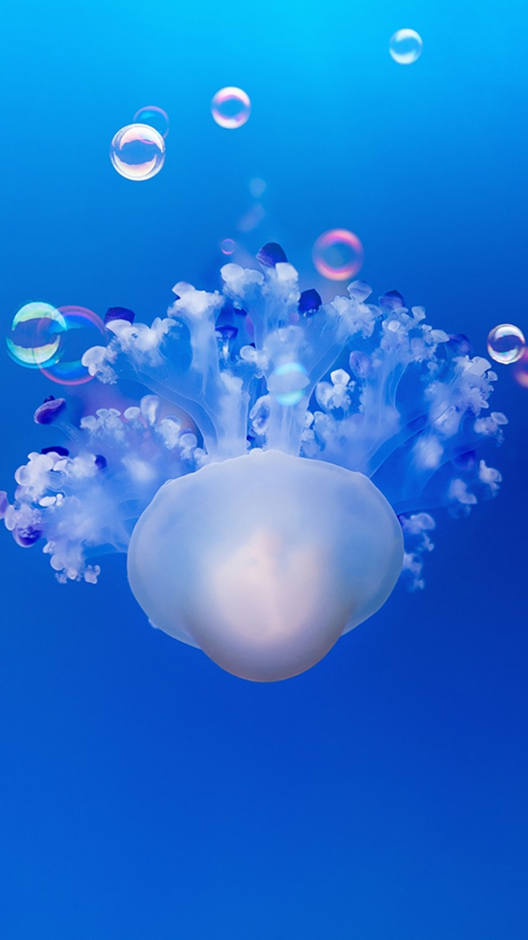 Обои смартфон, вода, жидкий, синий, морские беспозвоночные в разрешении 750x1334