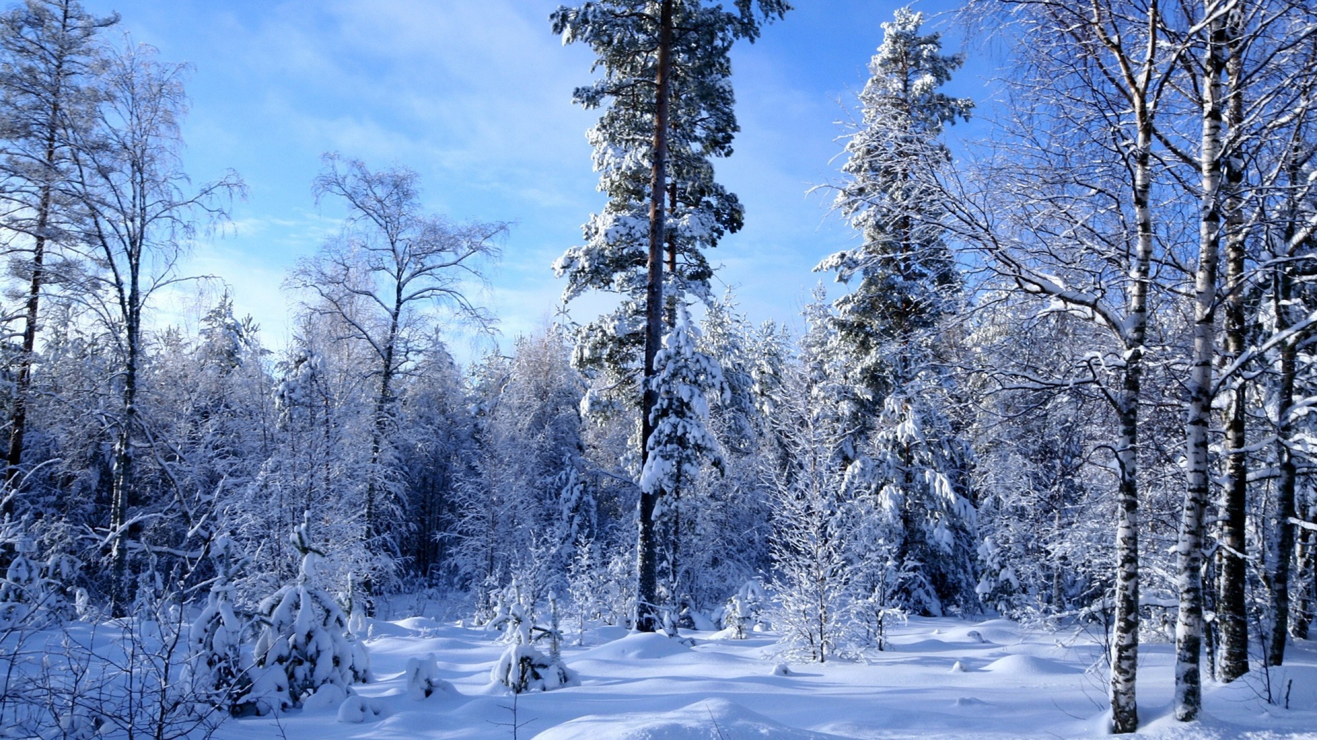 Зимний лес Лигачево