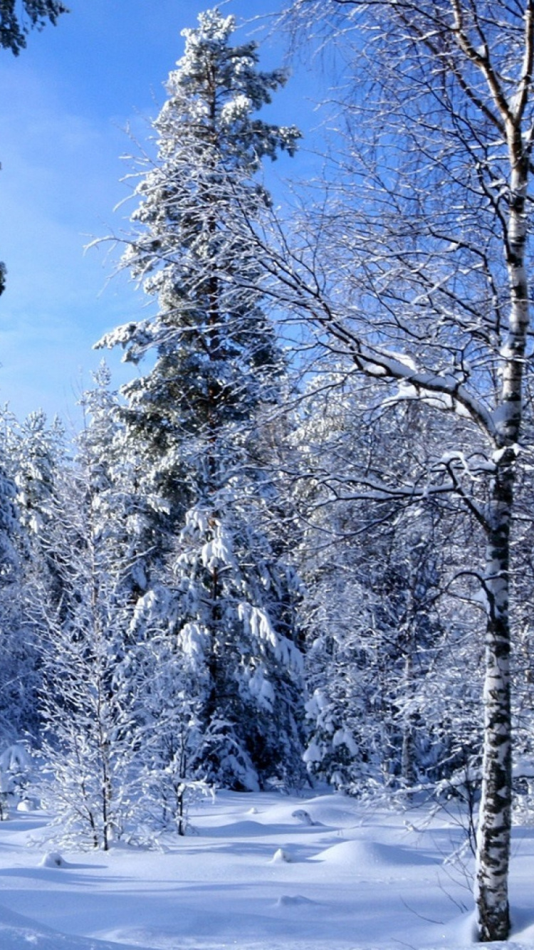 Обои снег, зима, дерево, лес, замораживание в разрешении 750x1334