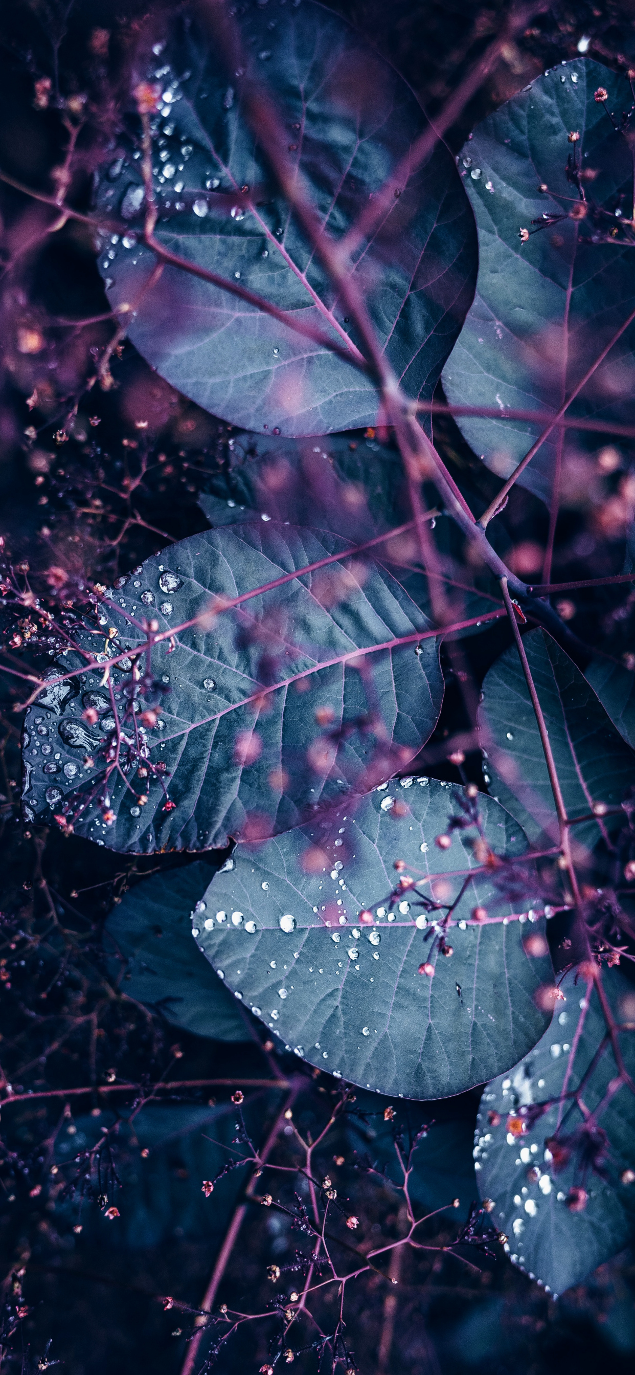 Обои постер, живопись, арт, произведение искусства, вода в разрешении 1242x2688