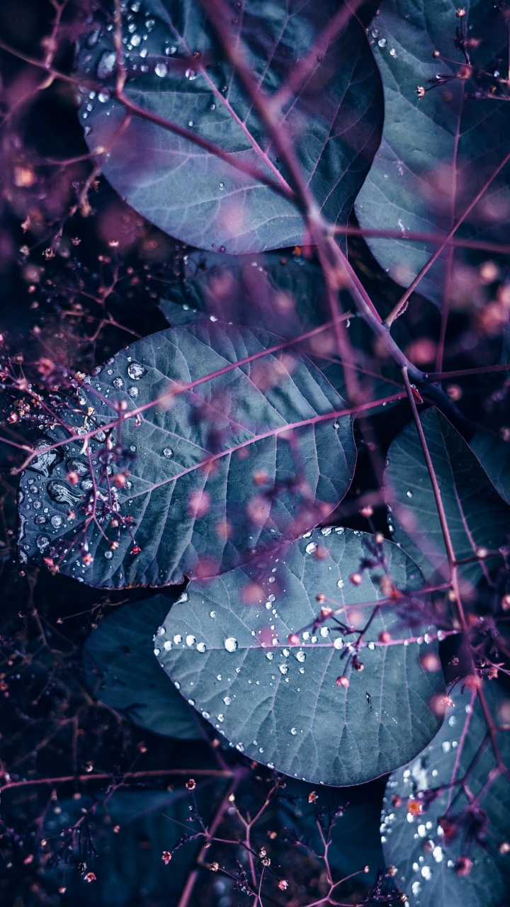 Обои постер, живопись, арт, произведение искусства, вода в разрешении 720x1280