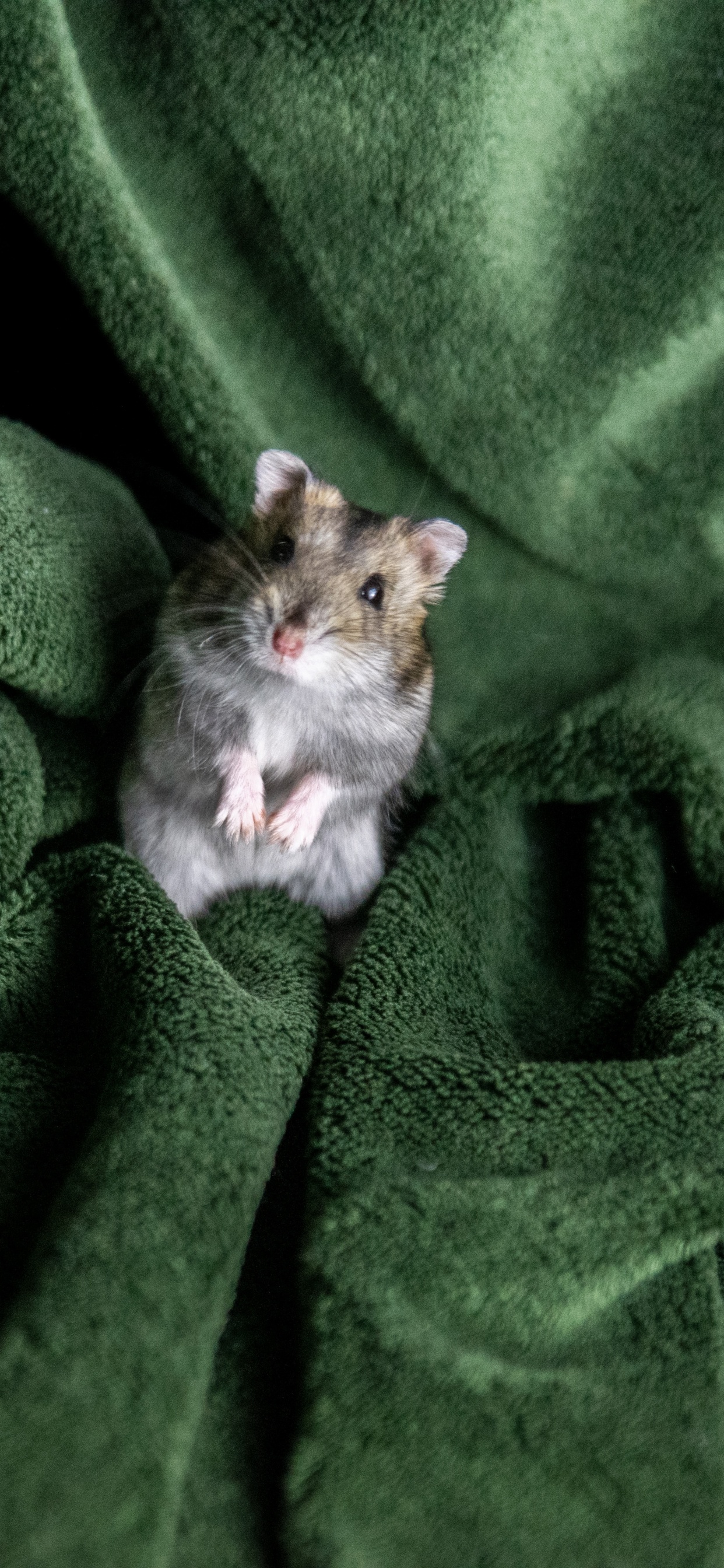 Обои бакенбарды, грызун, Крыса, Мюриды, хомячок в разрешении 1242x2688