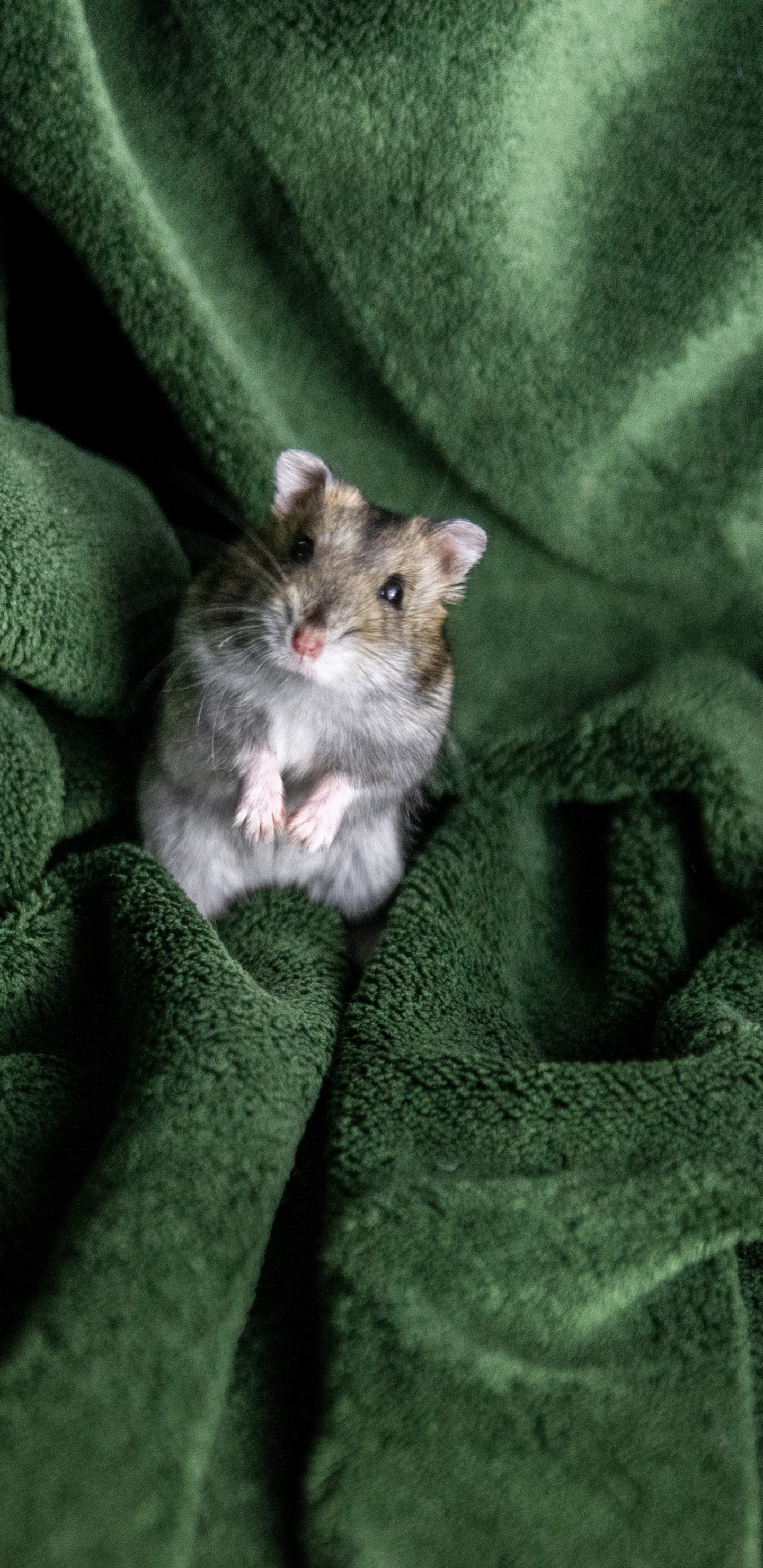 Обои бакенбарды, грызун, Крыса, Мюриды, хомячок в разрешении 1440x2960