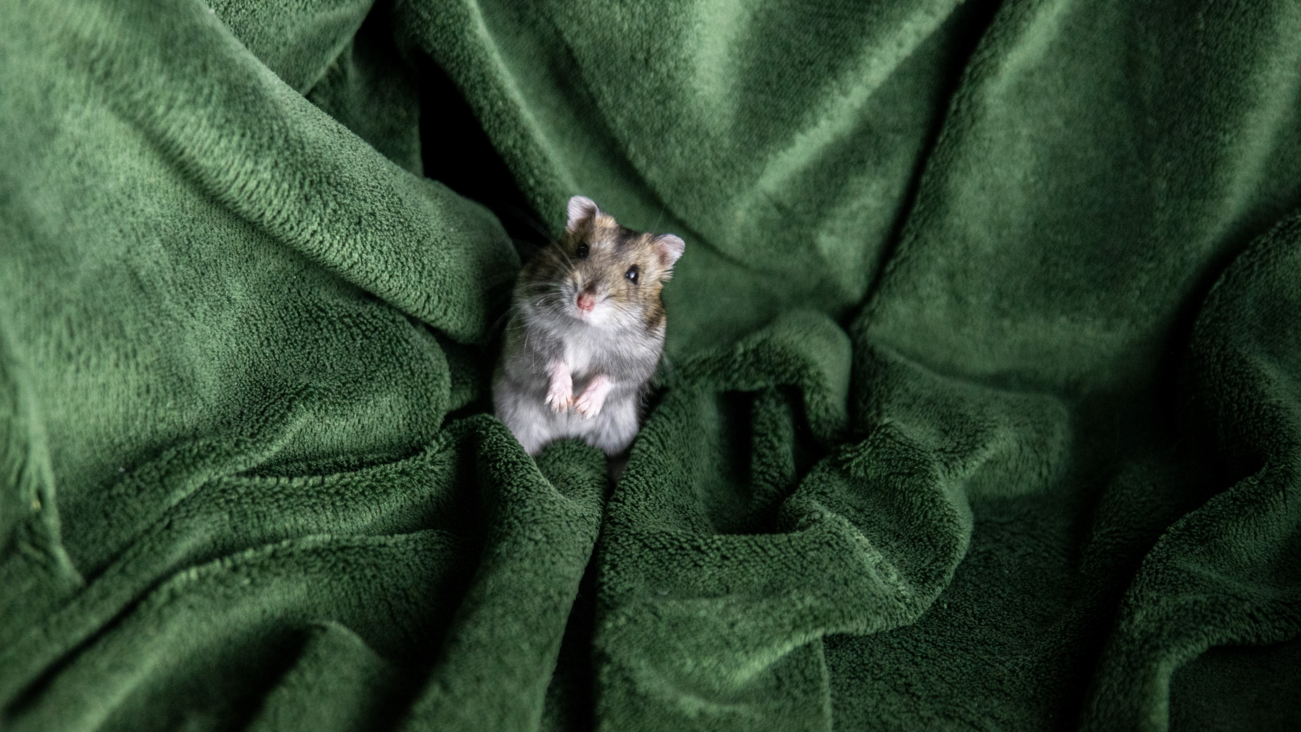 Обои бакенбарды, грызун, Крыса, Мюриды, хомячок в разрешении 2560x1440