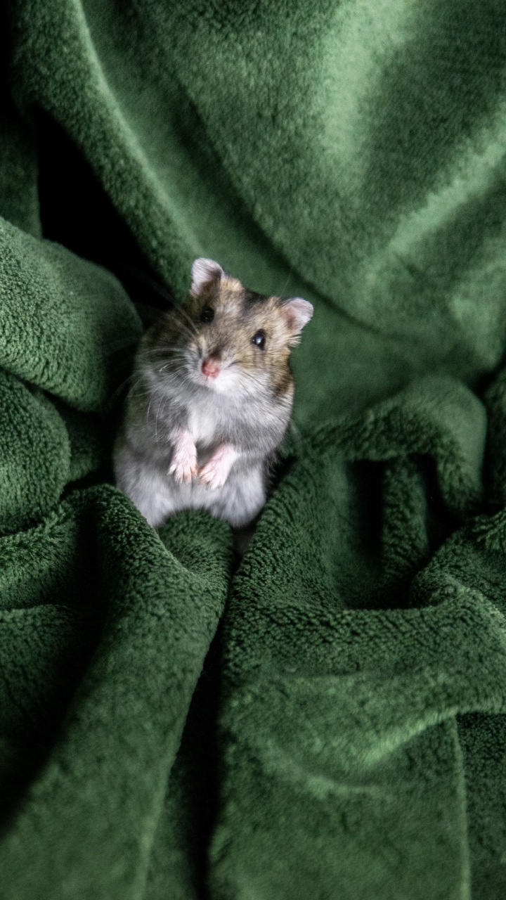 Обои бакенбарды, грызун, Крыса, Мюриды, хомячок в разрешении 720x1280