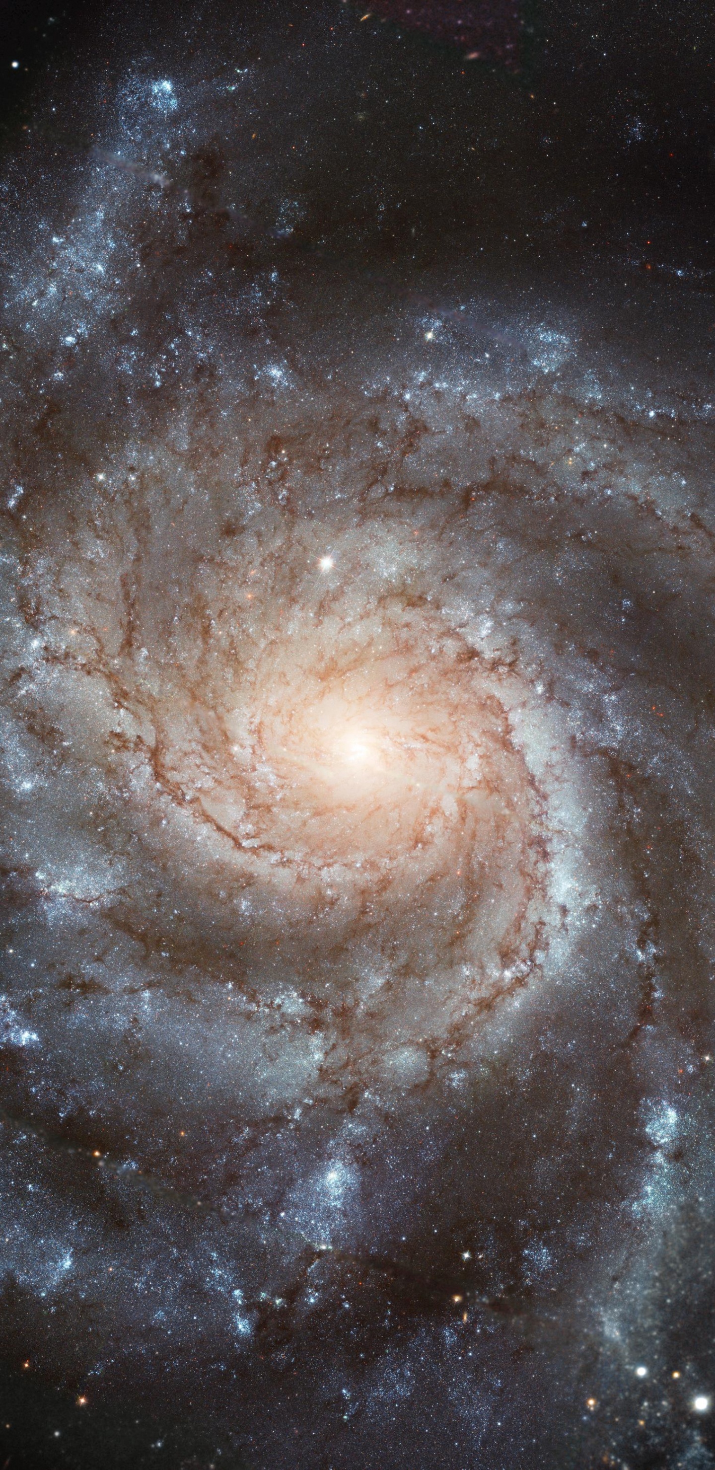 Обои Галактика Вертушка, Галактика, спиральная Галактика, космический телескоп Хаббл, Астрономия в разрешении 1440x2960