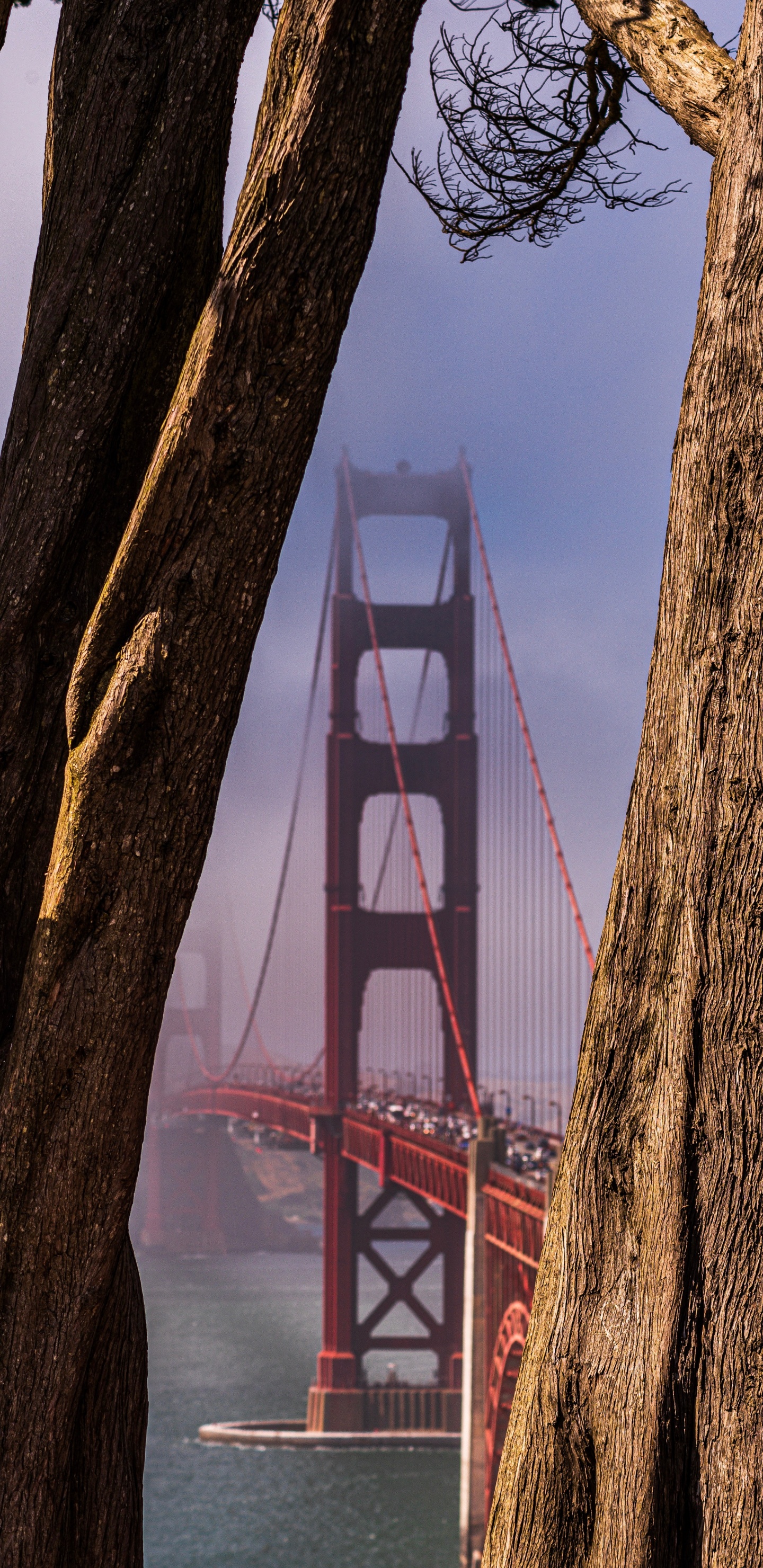 Обои мост Golden Gate, мост, дерево, вода, древесные растения в разрешении 1440x2960