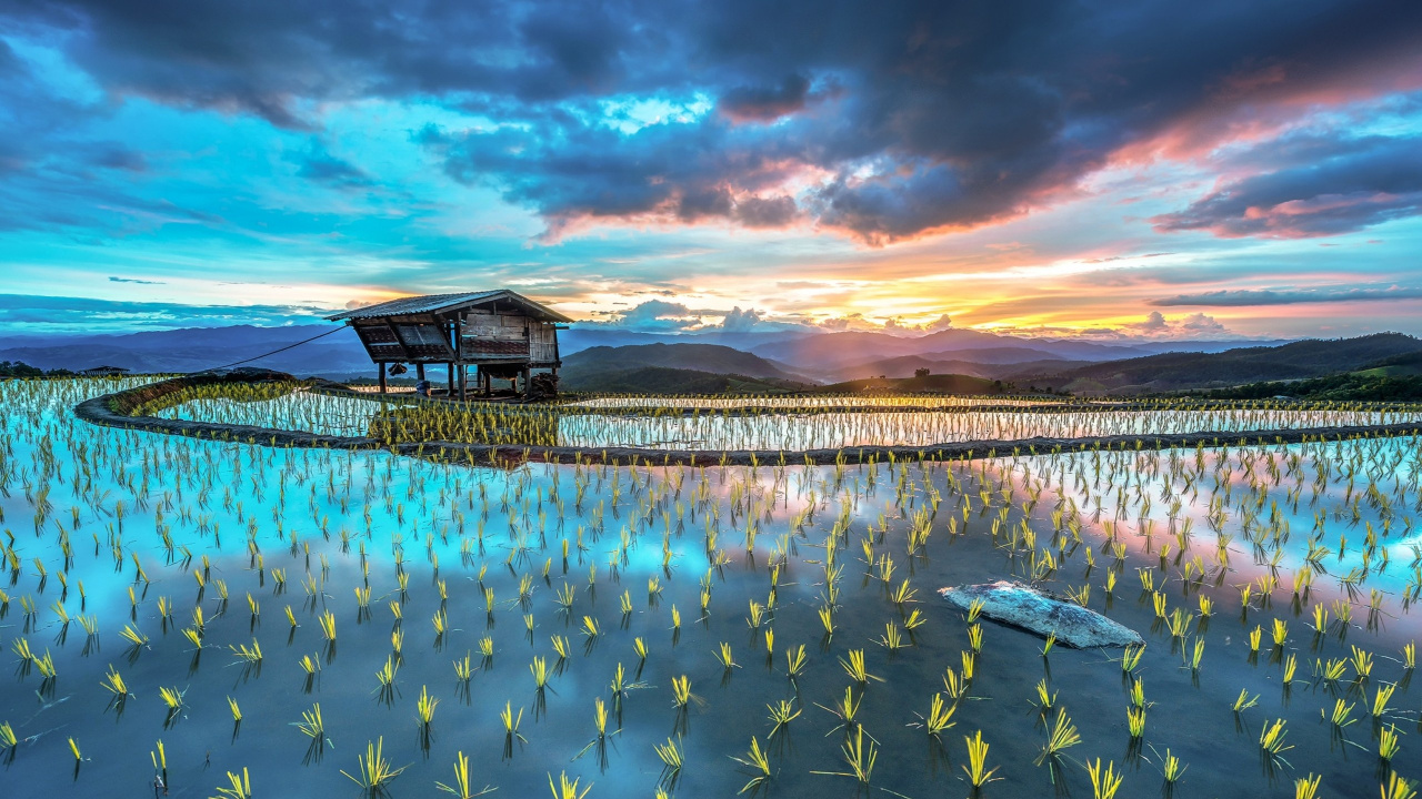 Обои рисовое поле, рис, терраса, поле, природа в разрешении 1280x720