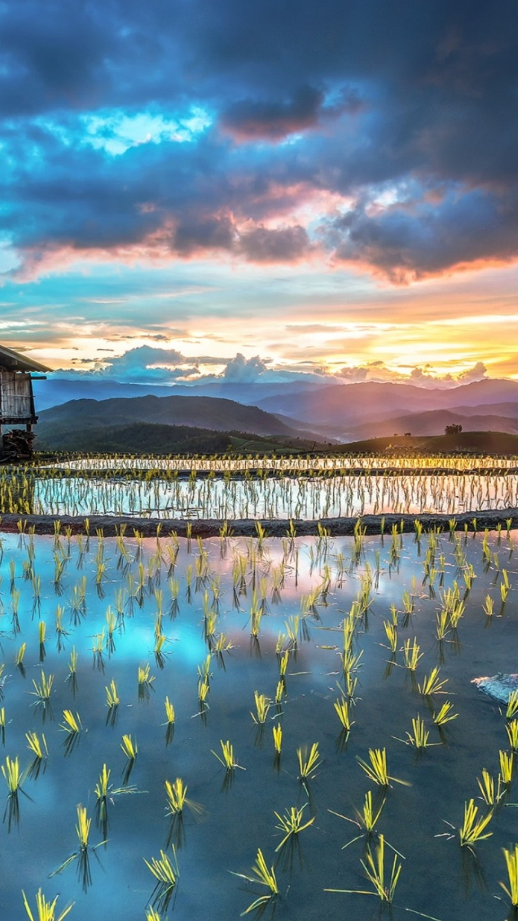 Обои рисовое поле, рис, терраса, поле, природа в разрешении 750x1334