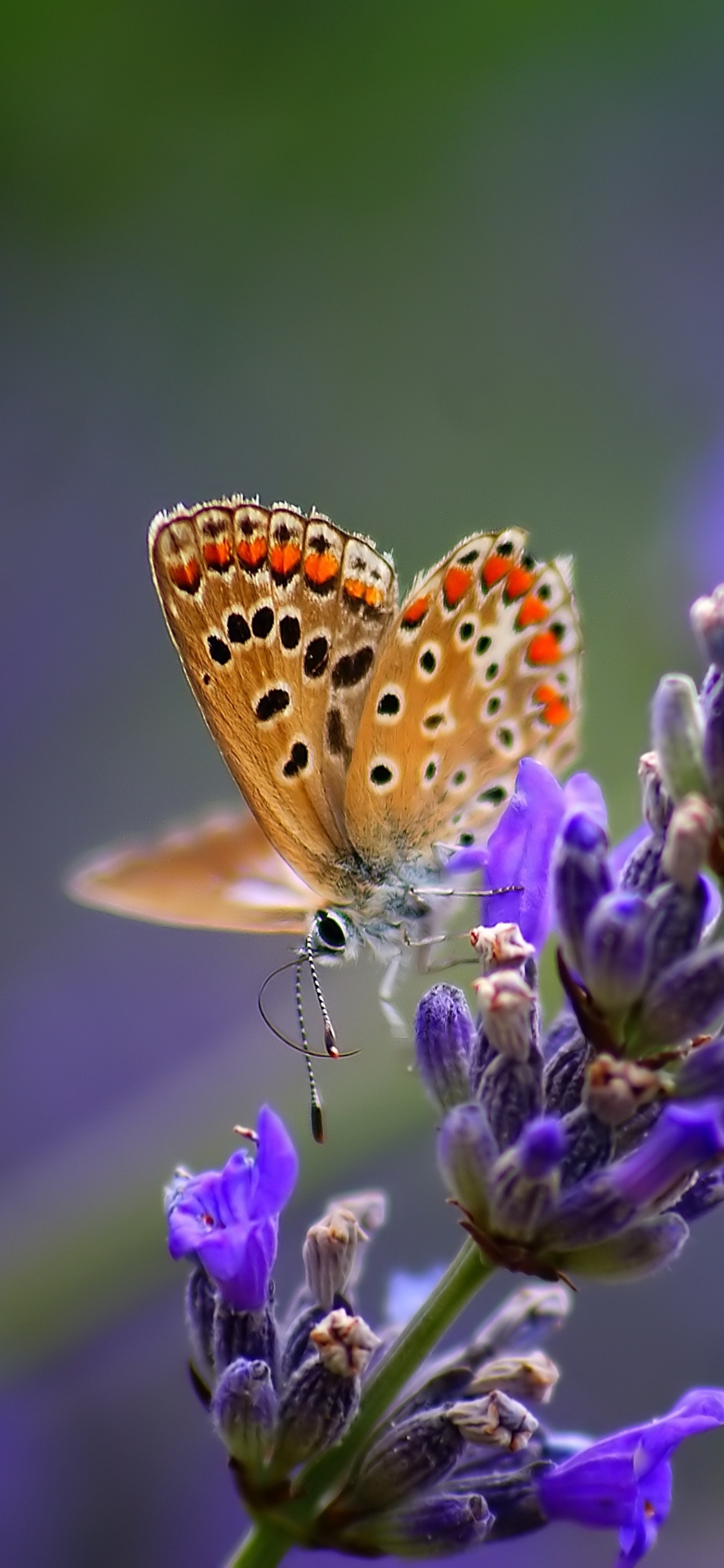Обои насекомое, мотыльки и бабочки, бабочка, Синтия подрода, опылитель в разрешении 1125x2436