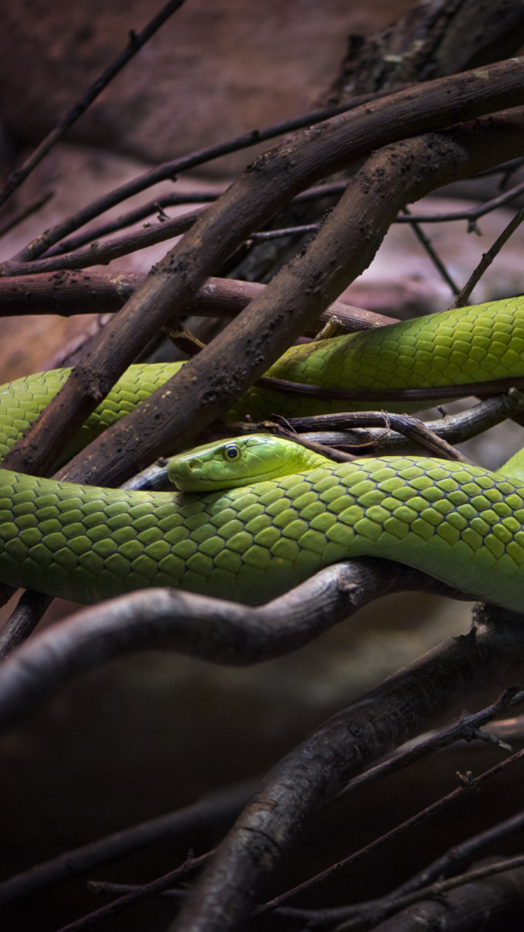 Обои змея, пресмыкающееся, Мамба, Гладкая Greensnake, Западная зеленая Мамба в разрешении 750x1334
