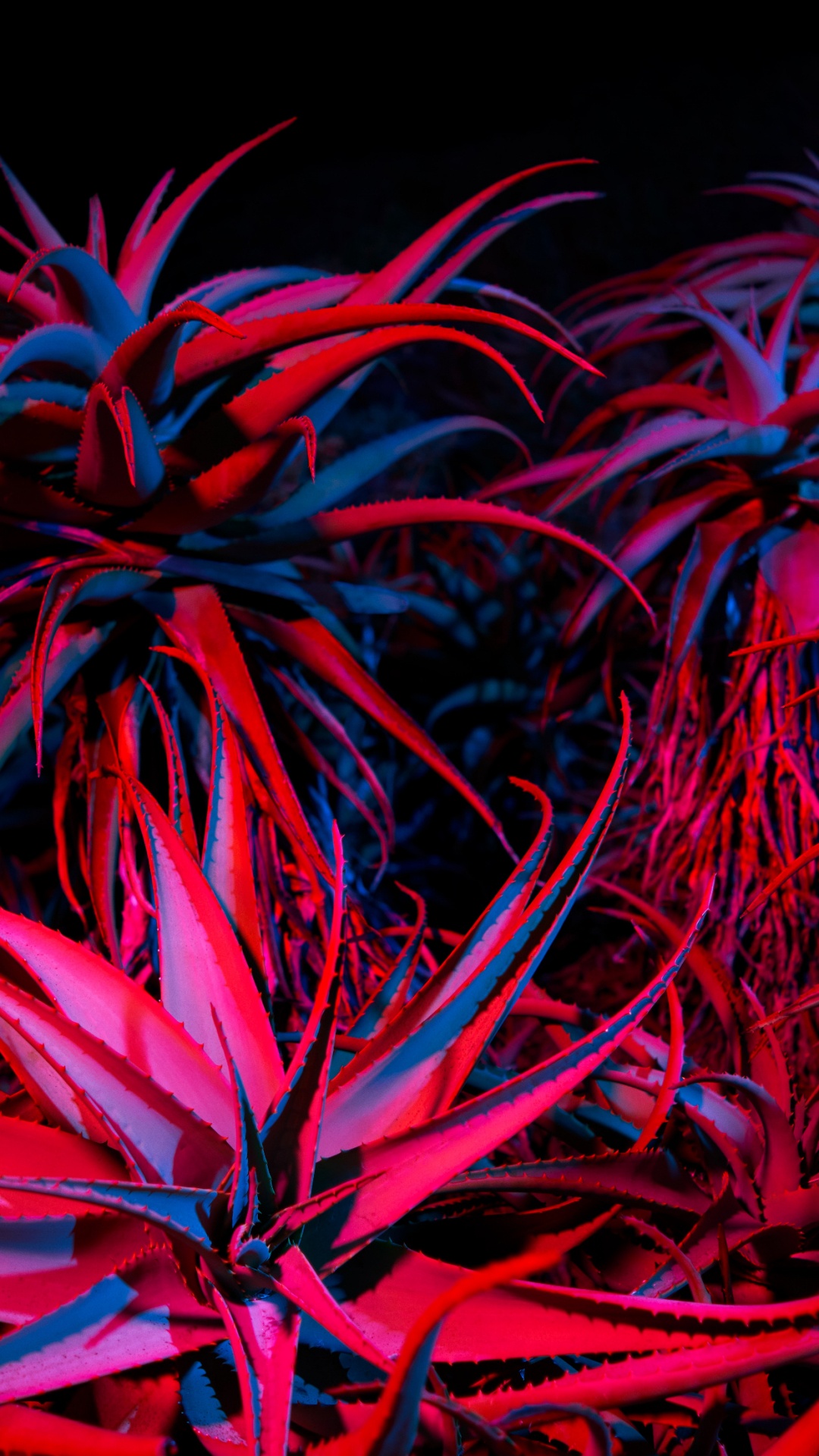 Обои apple, iPhone 12 Pro, iPhone 12 Pro Max, iPhone XS Max, macOS Big Sur в разрешении 1080x1920